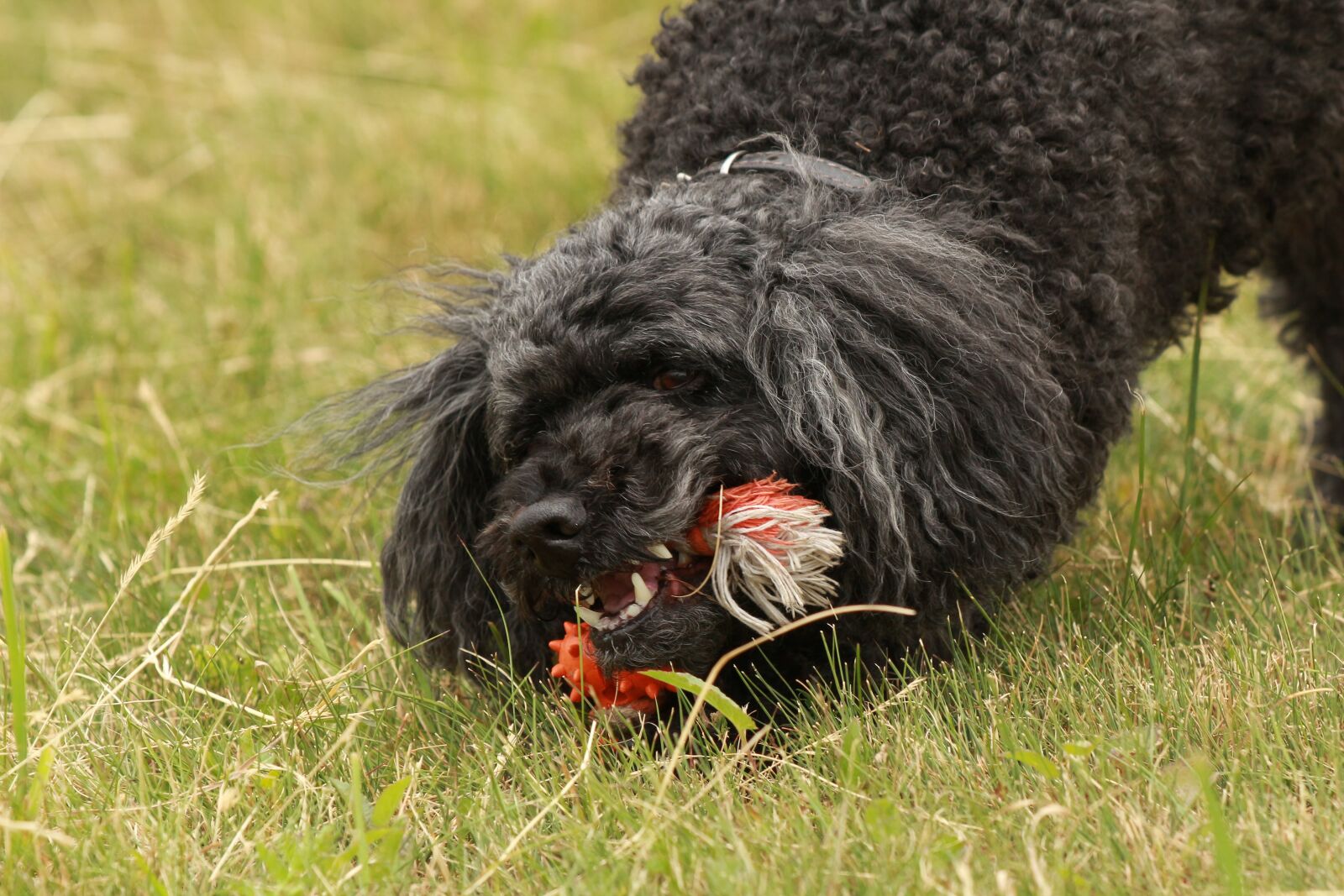 Canon EOS 700D (EOS Rebel T5i / EOS Kiss X7i) + Canon EF 70-300 F4-5.6 IS II USM sample photo. Poodle, play, toys photography