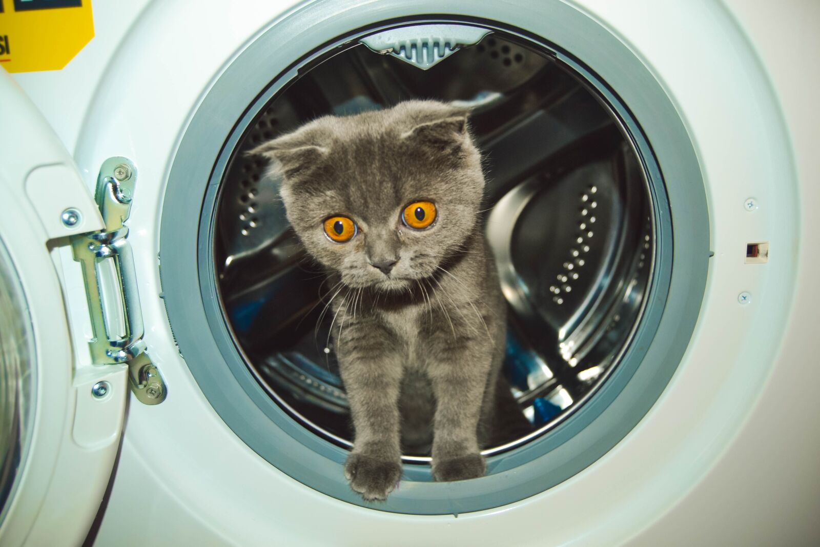 Nikon D3100 sample photo. Cat, fold, surprise photography