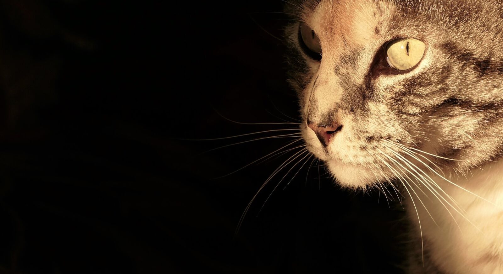 Panasonic Lumix DMC-FZ1000 sample photo. Cat, cat portrait, cat's photography