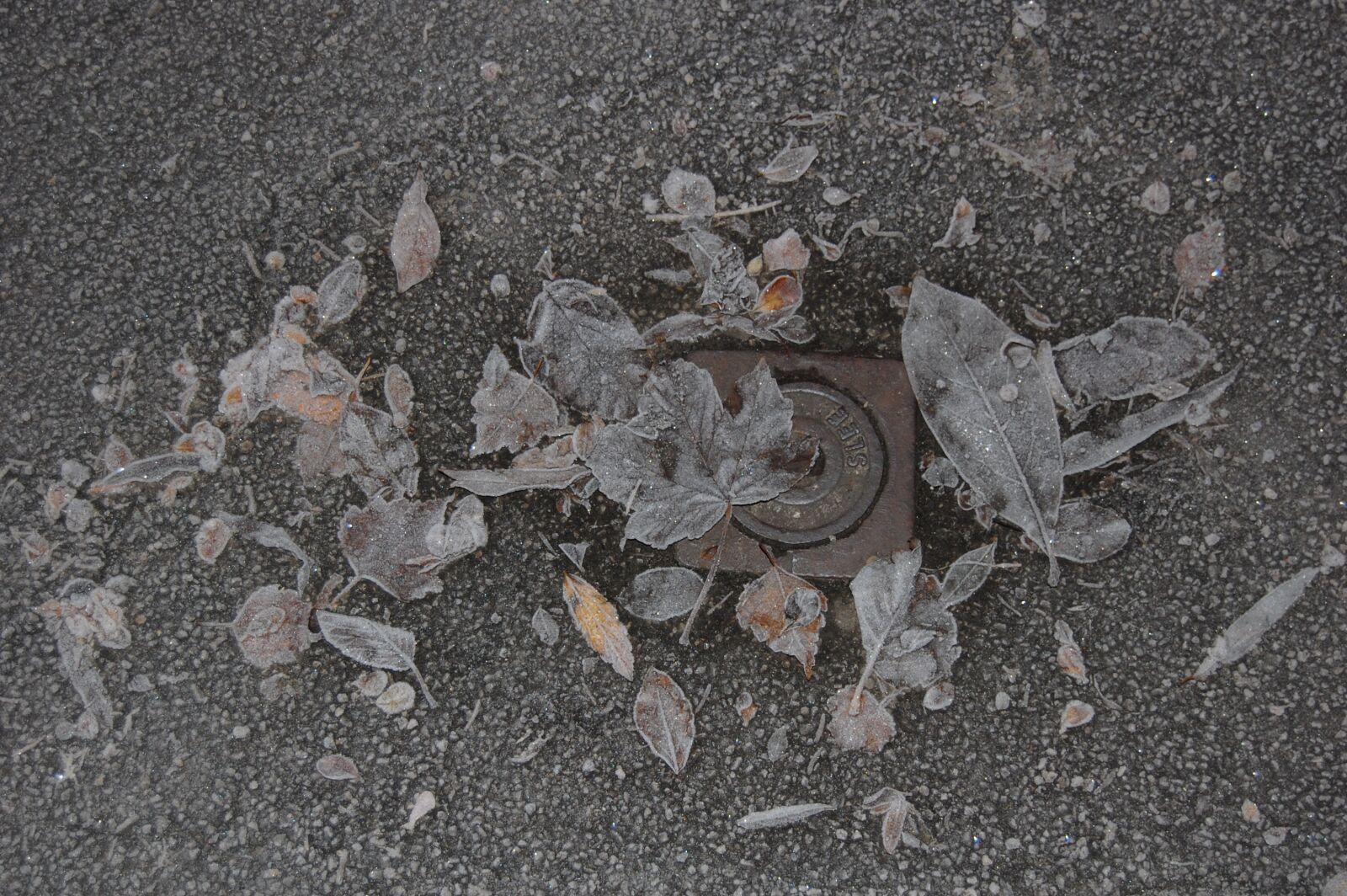Nikon D40 sample photo. Winter, gel, leaf photography