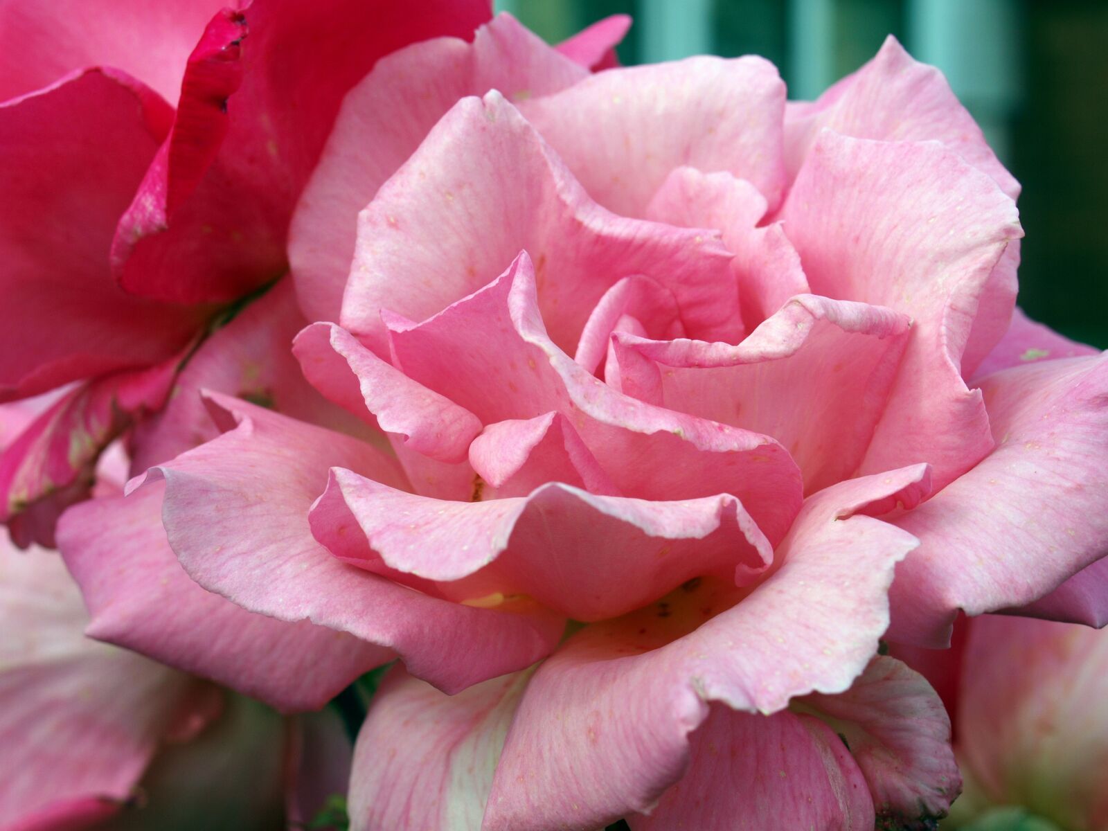 Olympus E-520 (EVOLT E-520) sample photo. Pink, rose, flower photography