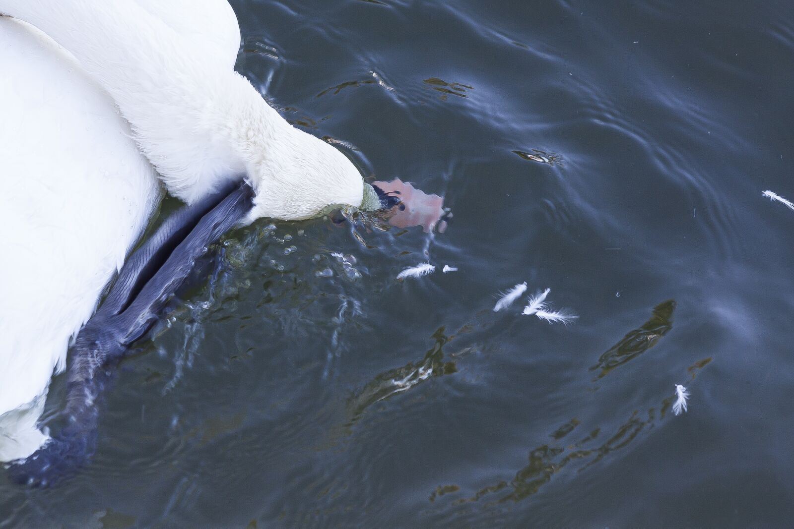 Canon EOS 50D + Canon EF 70-300mm F4-5.6 IS USM sample photo. Swan, body care, clean photography