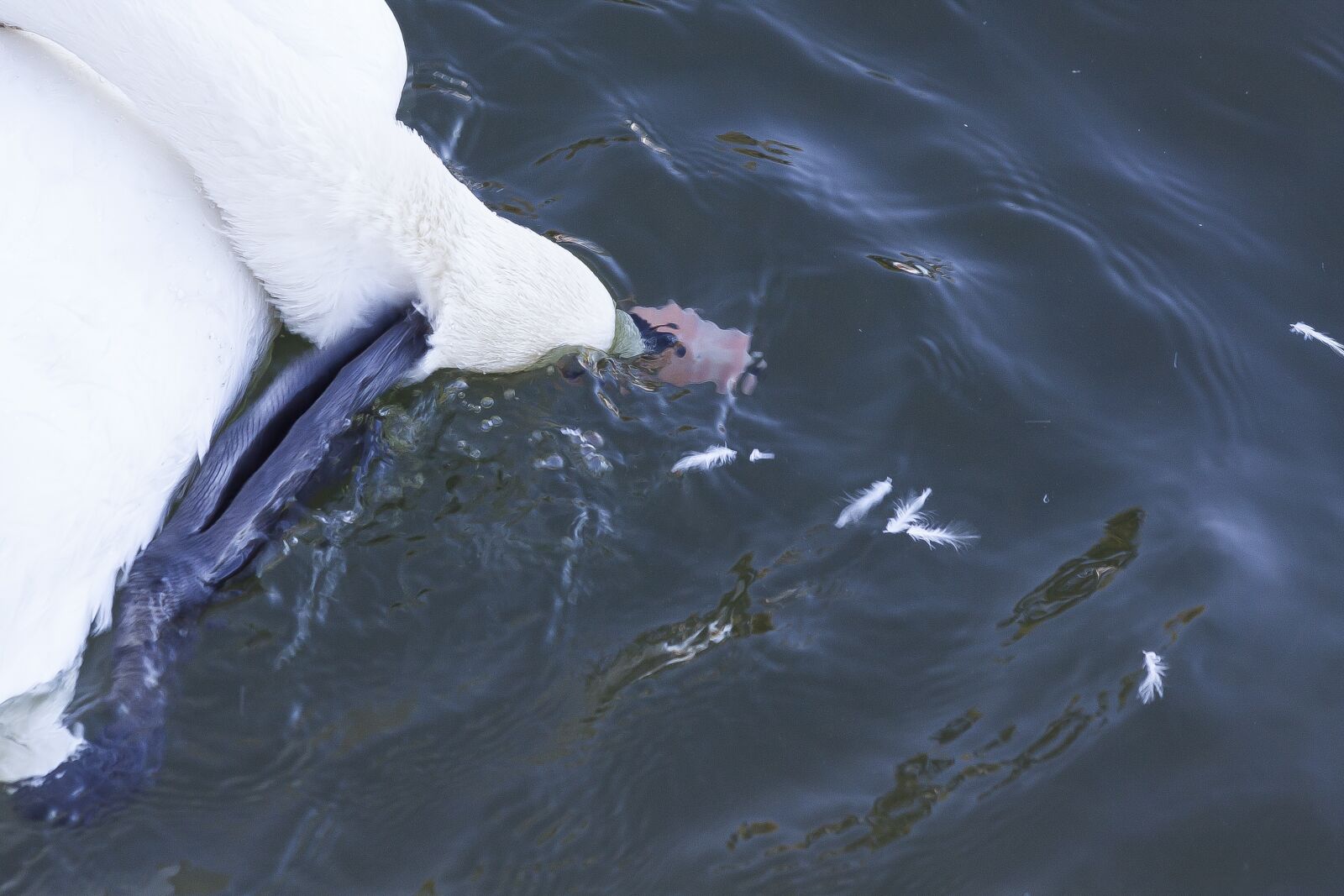 Canon EOS 50D sample photo. Swan, body care, clean photography