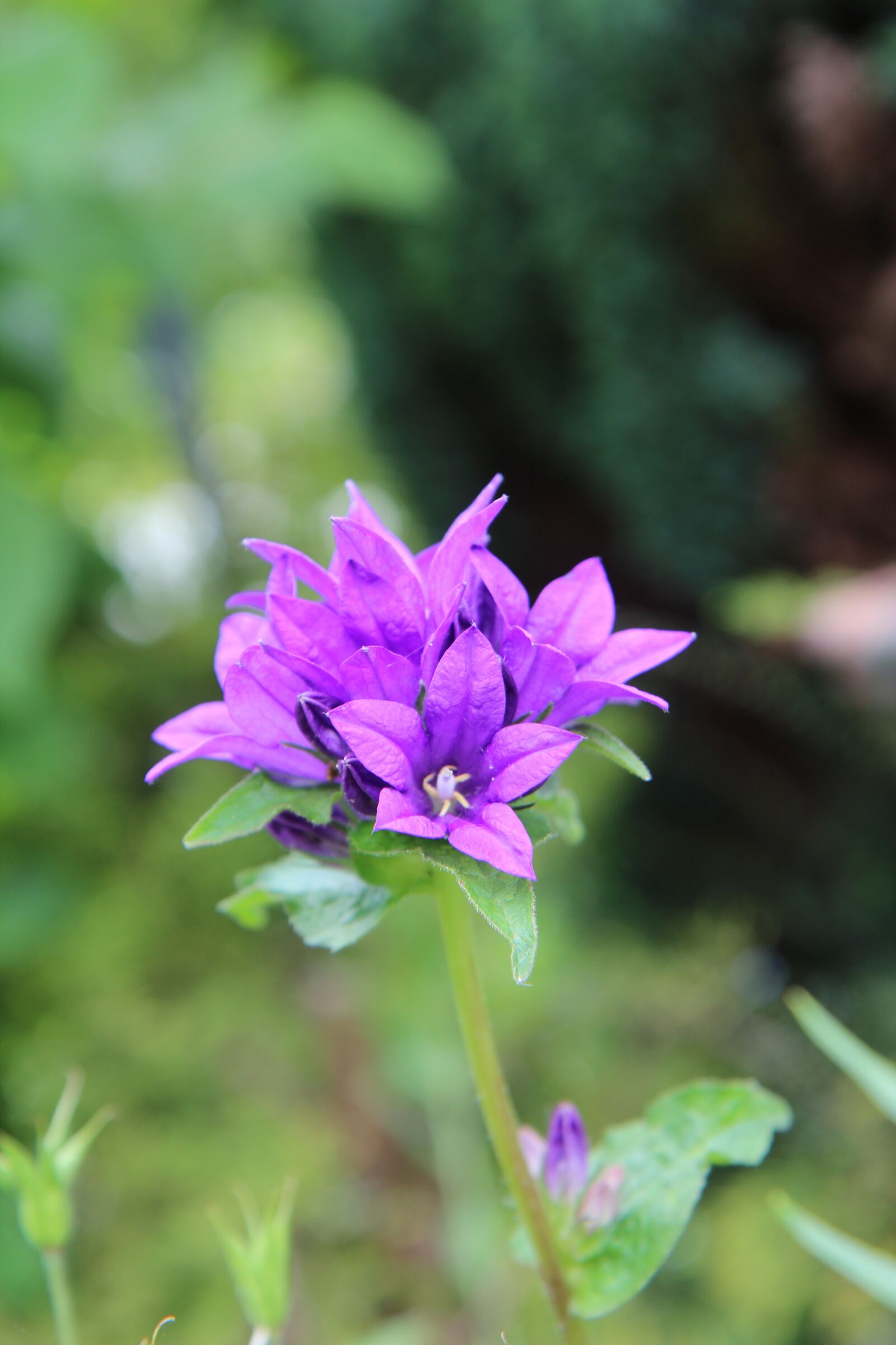 Canon EOS 600D (Rebel EOS T3i / EOS Kiss X5) + Sigma 12-24mm f/4.5-5.6 EX DG ASPHERICAL HSM + 1.4x sample photo. Flowering, garden, flowers photography