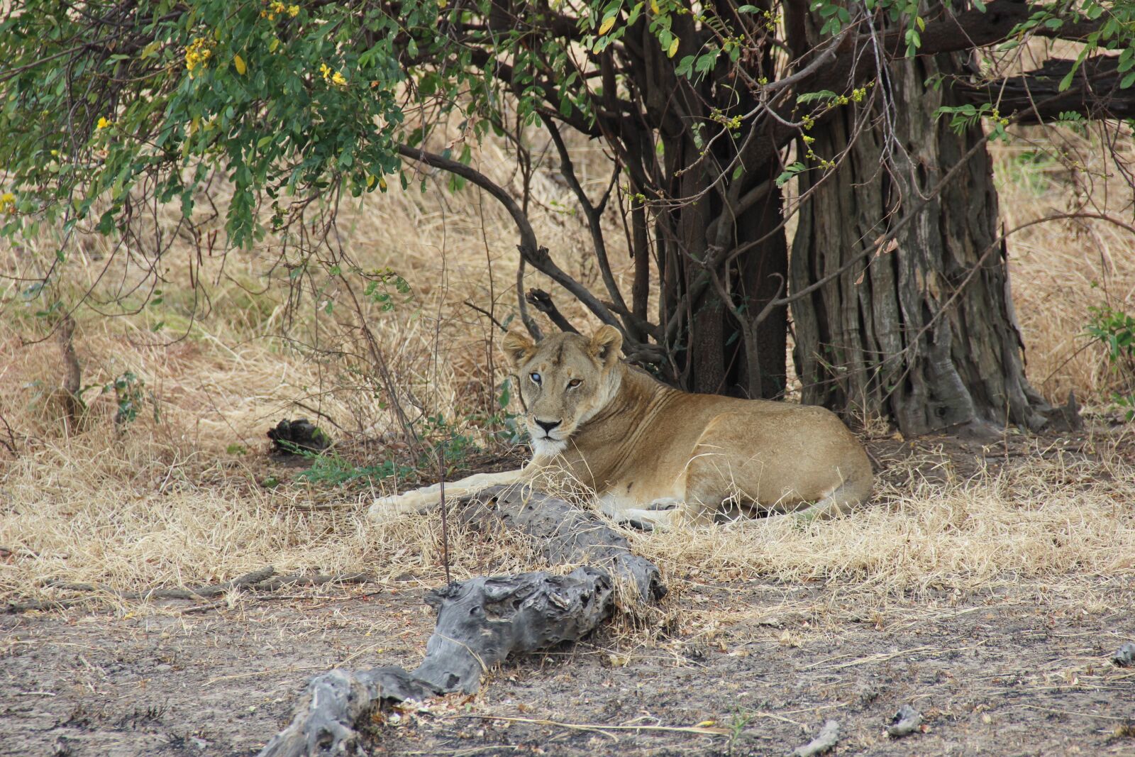 Canon EF-S 18-135mm F3.5-5.6 IS sample photo. Mikumi, safari, font font photography