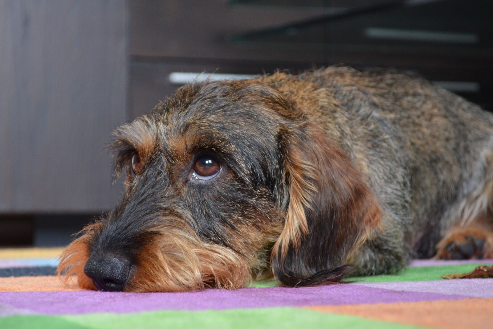 Nikon D5100 sample photo. Dachshund, puppy eyes, animal photography
