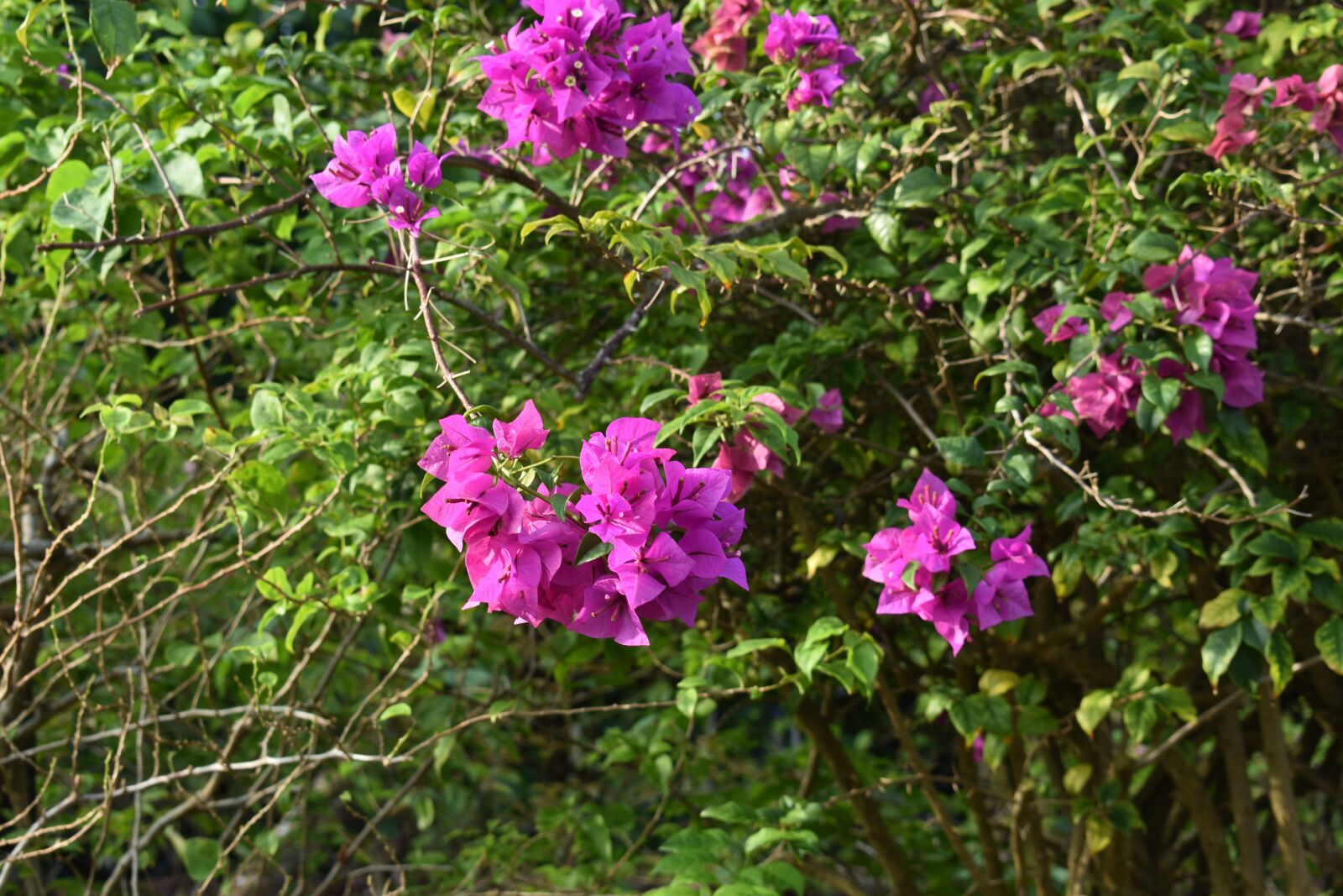 Nikon D3400 sample photo. Plant, flower, nature photography