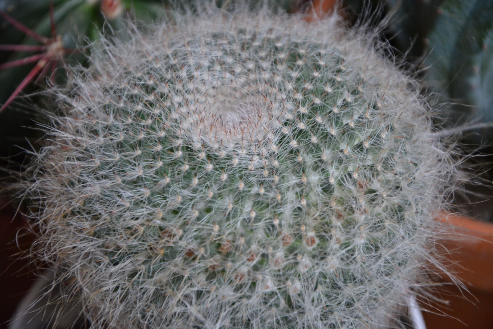 Nikon D5200 sample photo. Cactus, plant spicy, thorns photography
