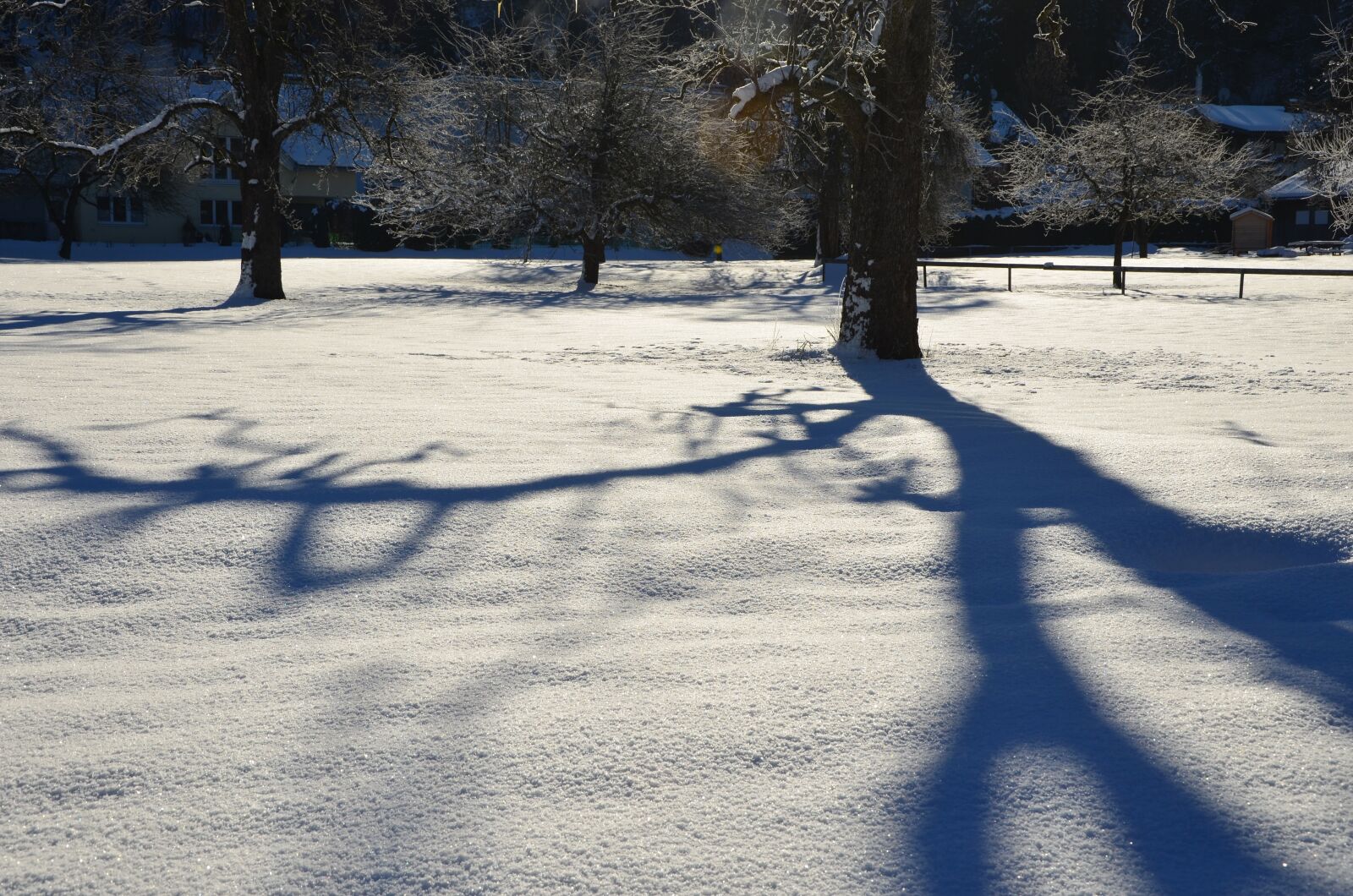 Nikon D5100 sample photo. Winter, tree, snow photography