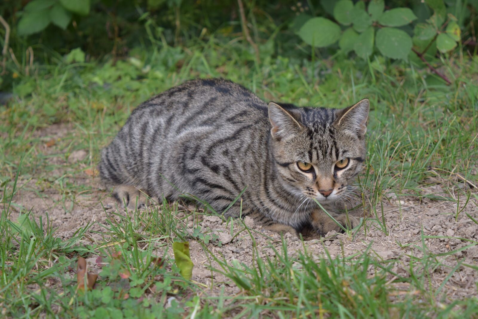 Nikon D3300 sample photo. Cat, sit, mackerel photography