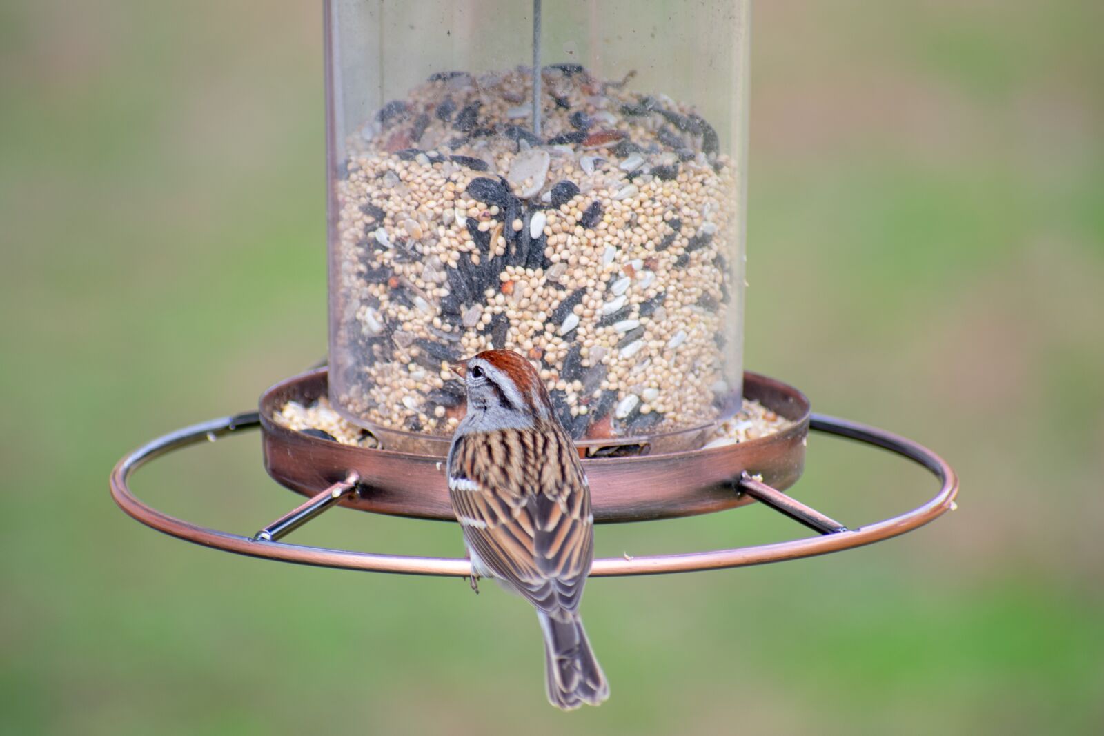 Nikon D3400 sample photo. Bird, nature, wildlife photography