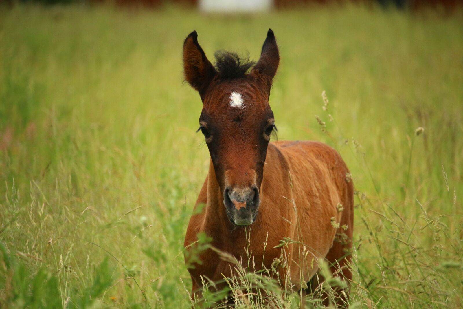 Canon EOS 100D (EOS Rebel SL1 / EOS Kiss X7) sample photo. Horse, foal, suckling photography