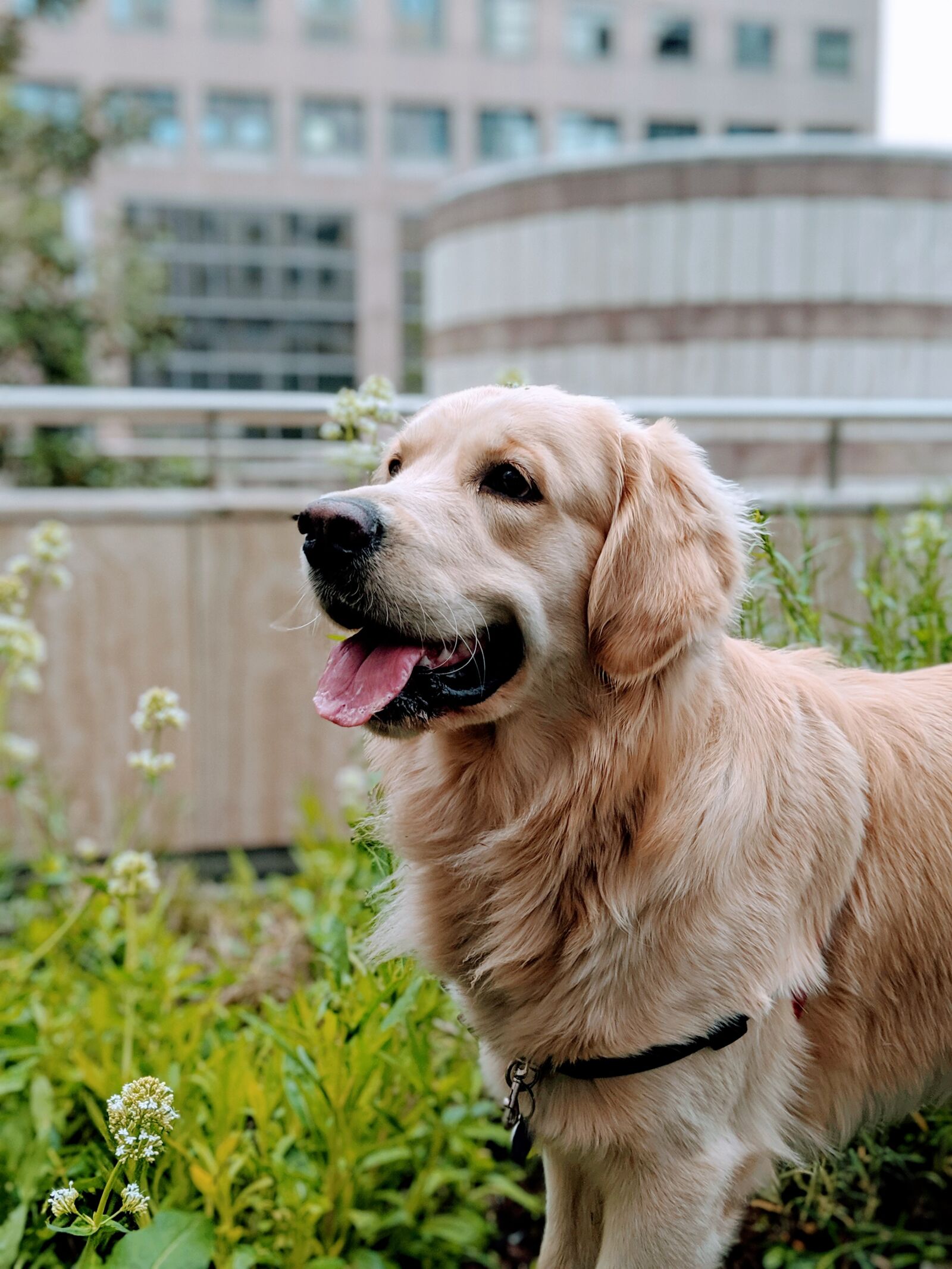 Google Pixel 3 sample photo. Dog, golden retriever, animal photography