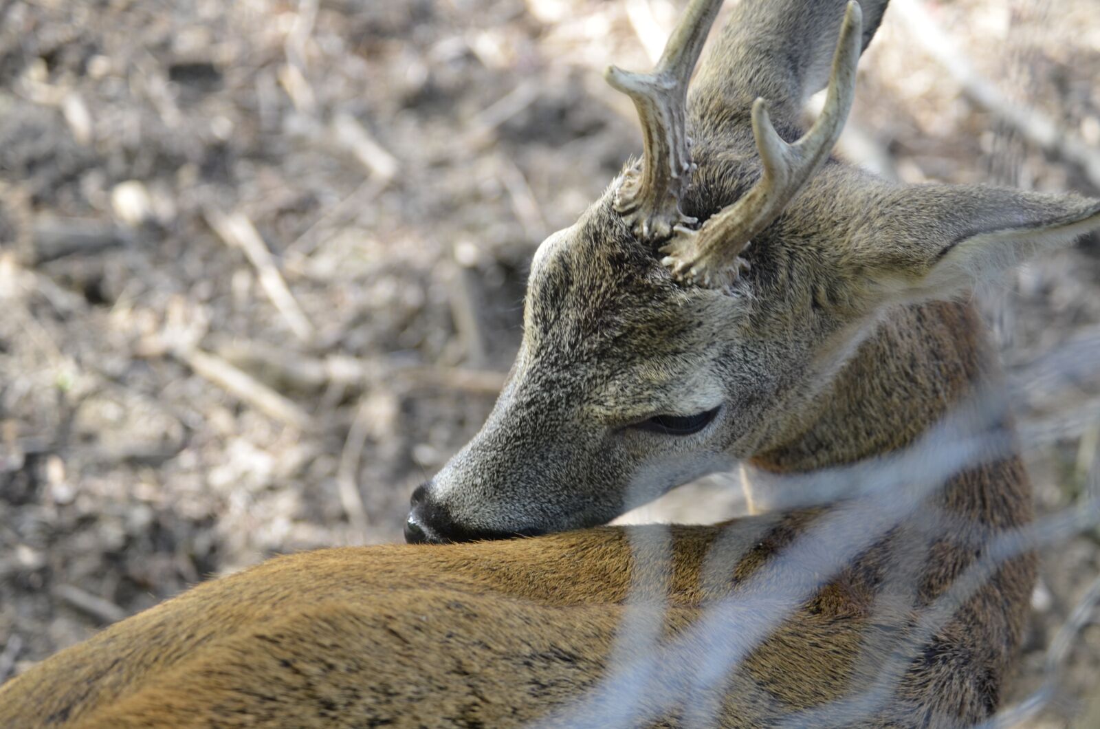 Nikon D5100 sample photo. Roe deer, hirsch, antler photography