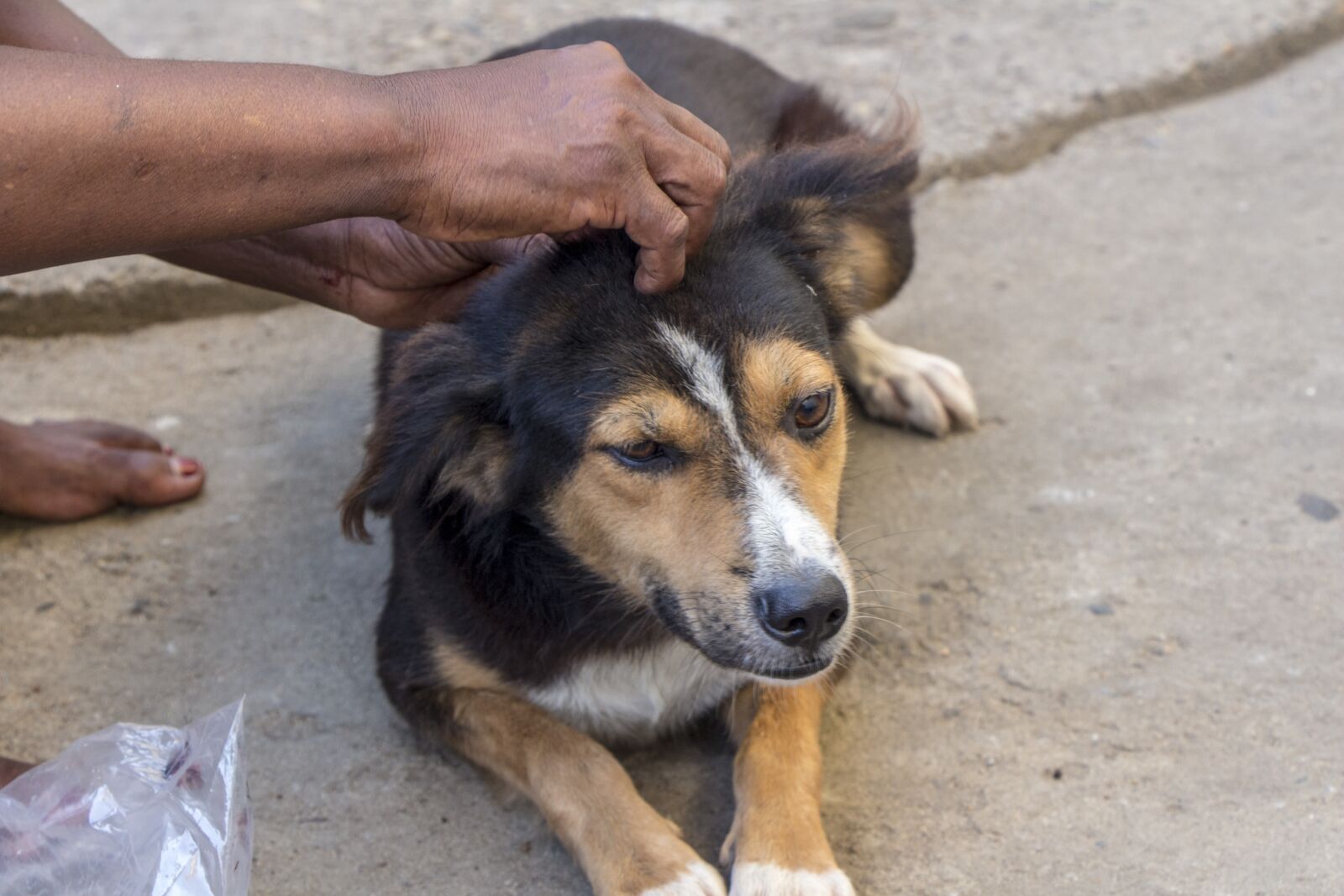 Canon EOS 700D (EOS Rebel T5i / EOS Kiss X7i) sample photo. Dog, animal, mammal photography