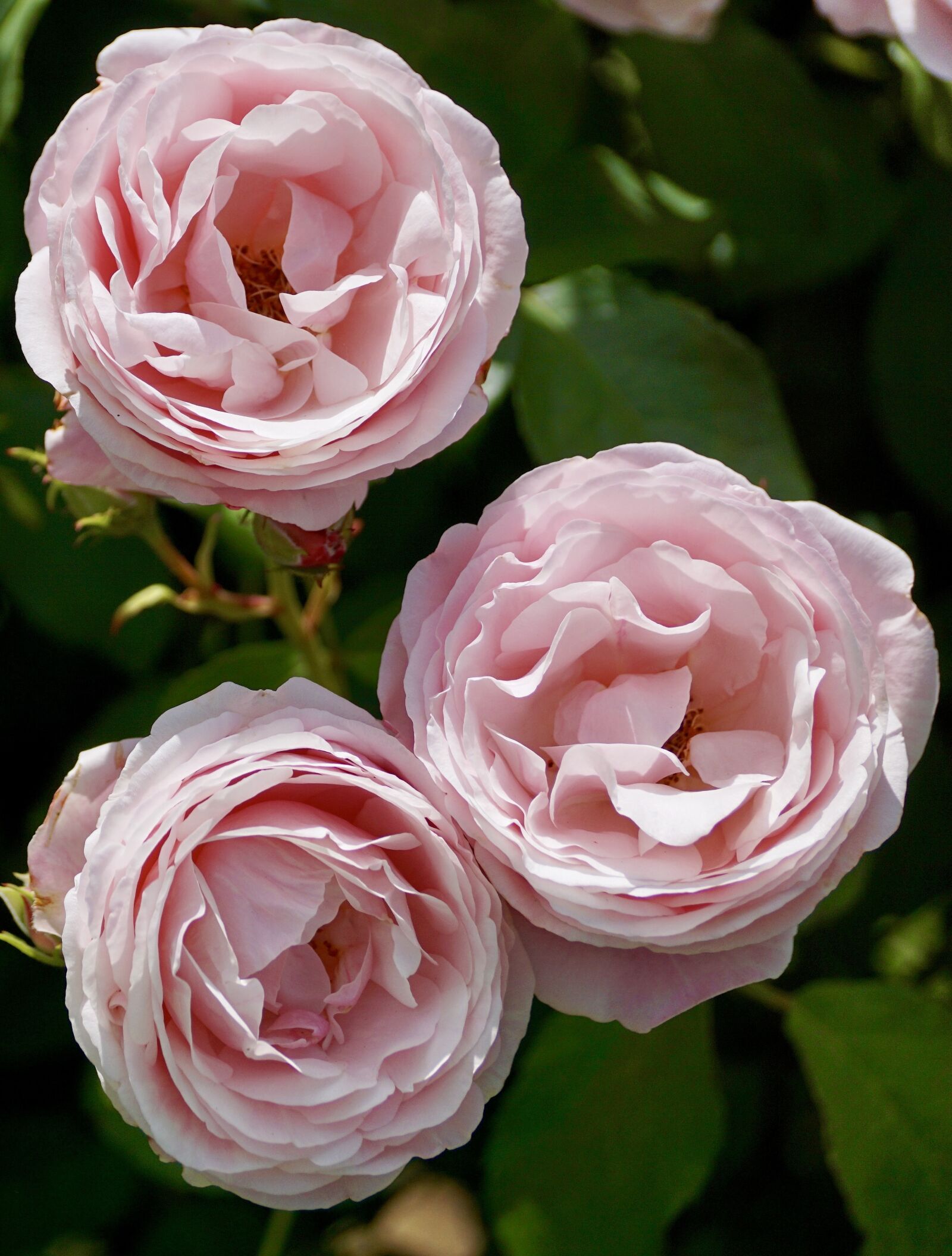 Sony DT 55-300mm F4.5-5.6 SAM sample photo. Roses, pink, pink rose photography