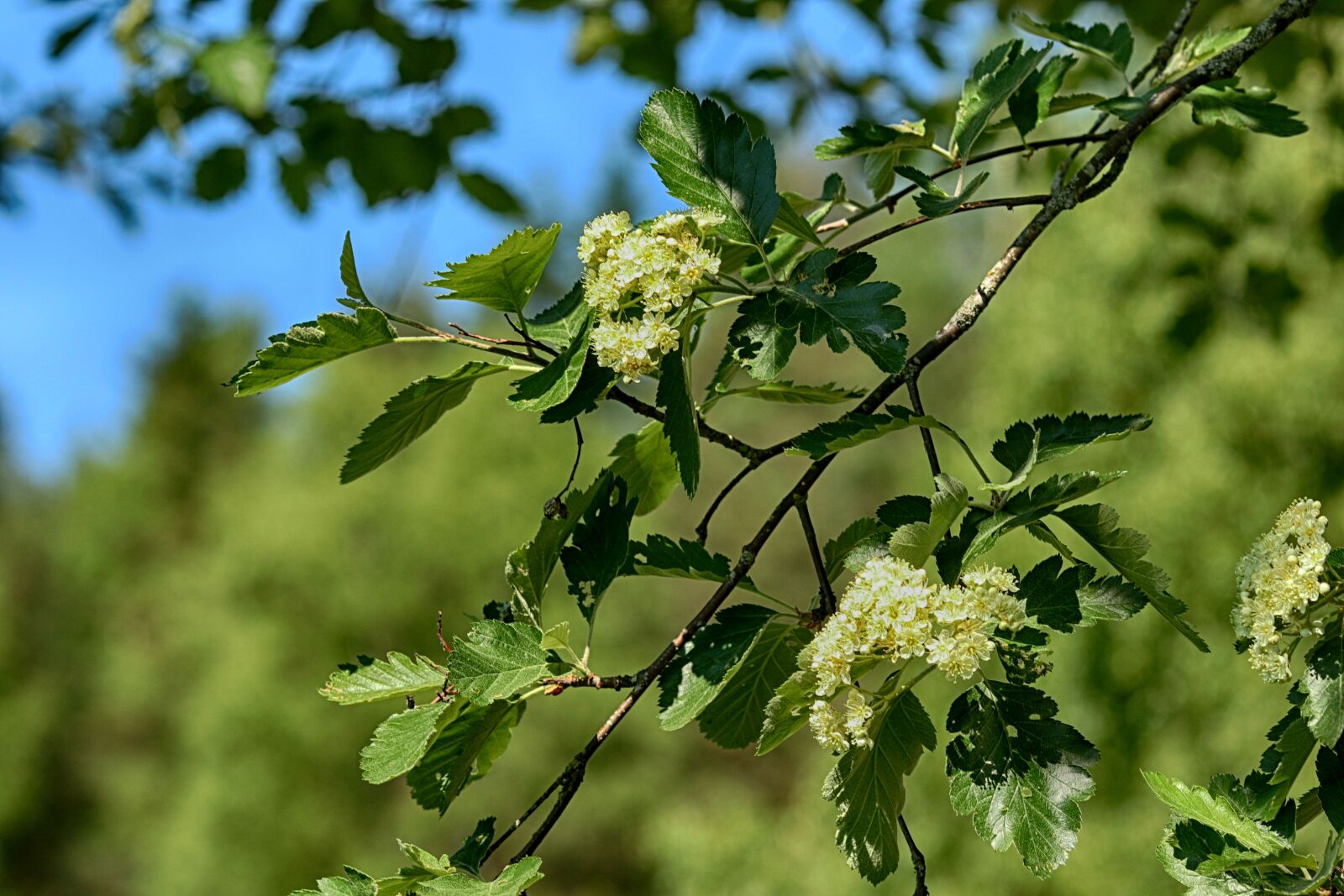 Canon EOS 7D Mark II + Canon EF 135mm F2L USM sample photo. Tree, nature, wood photography