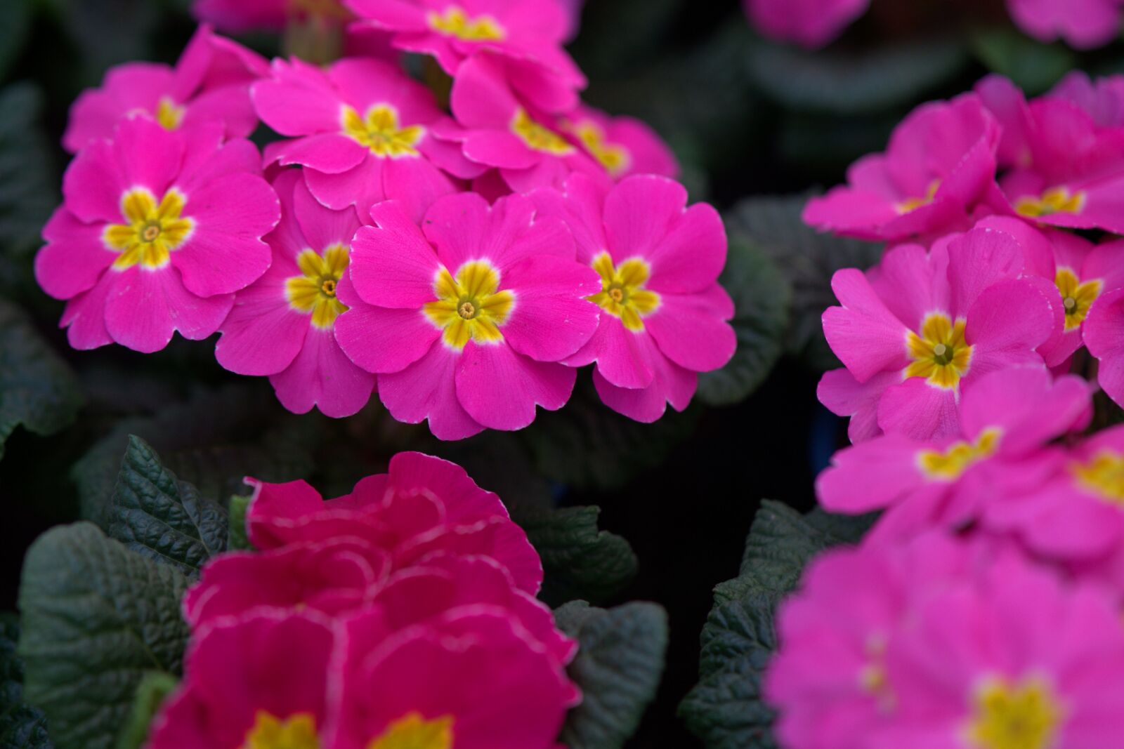 Sony a7 II sample photo. Primrose, spring, spring flowers photography