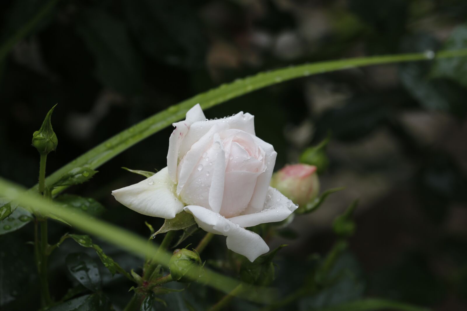 Canon EF 100-400mm F4.5-5.6L IS USM sample photo. Flowers, spring, beauty photography