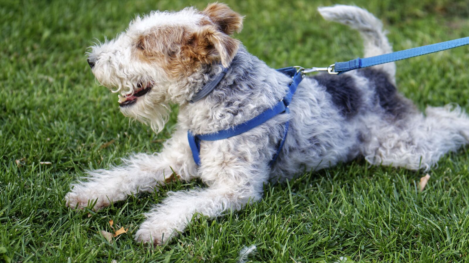 Nikon D5300 sample photo. Dog, gray, fur photography