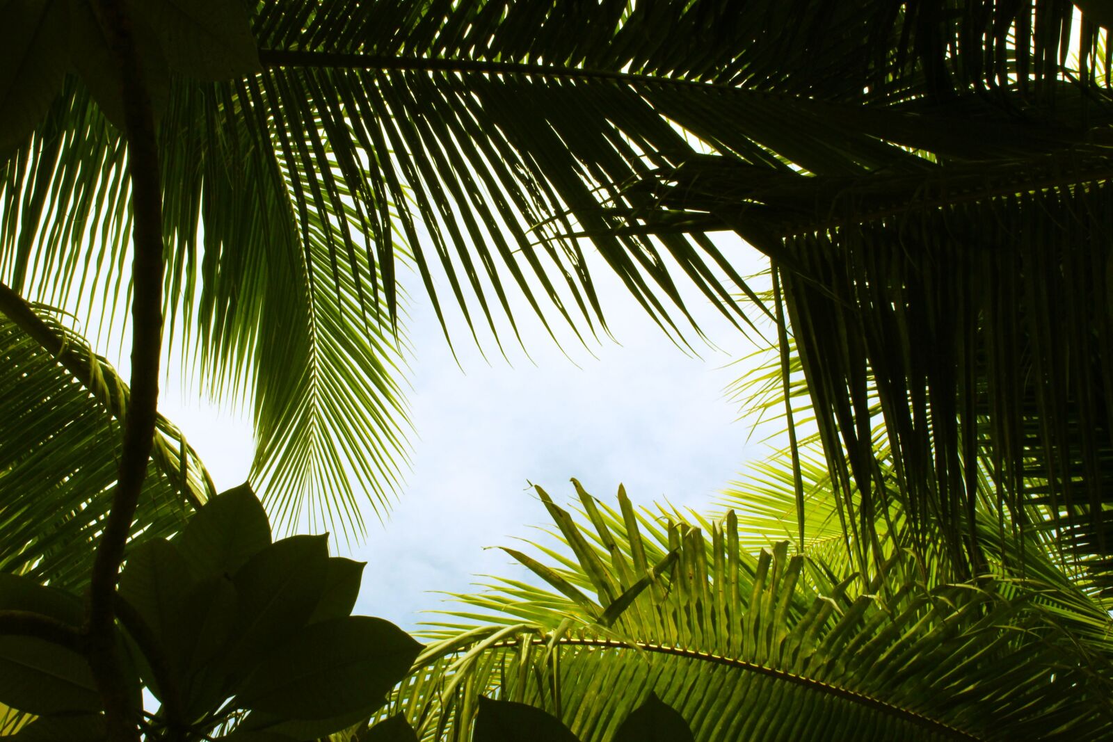 Canon EOS 600D (Rebel EOS T3i / EOS Kiss X5) sample photo. Tropical, green, summer photography