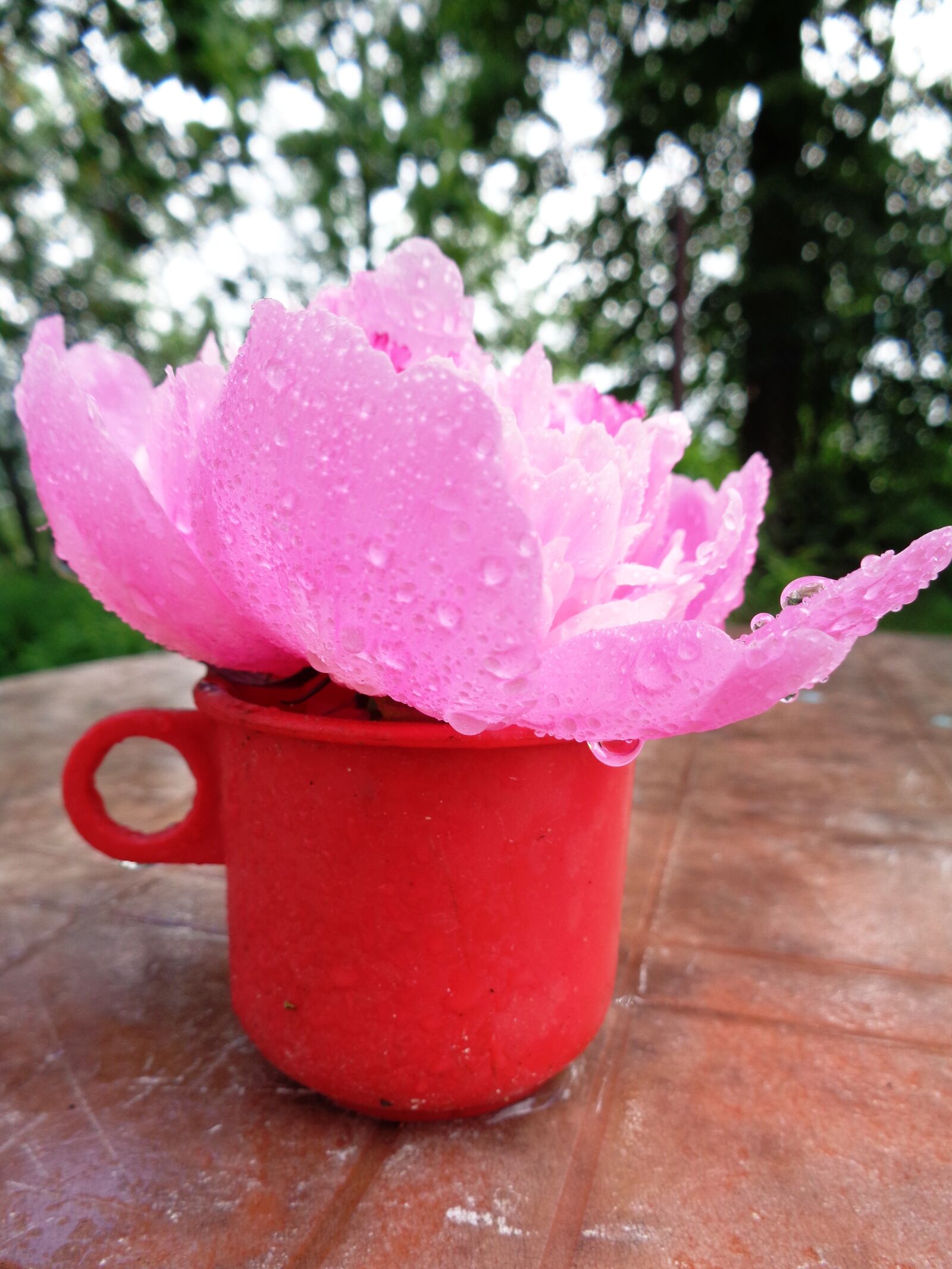 Sony Cyber-shot DSC-W830 sample photo. Flower, peony, pink peony photography