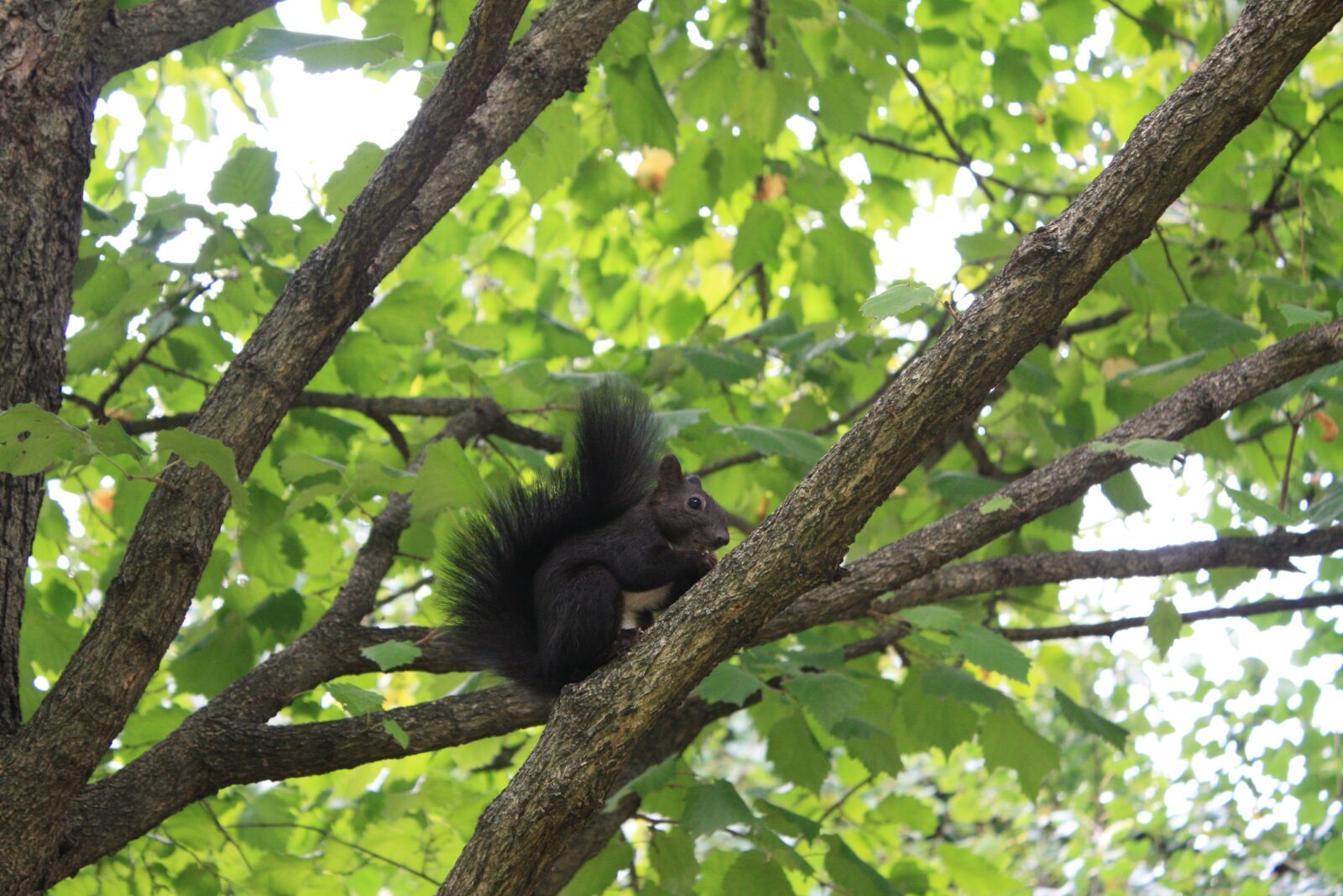 Canon EOS 450D (EOS Rebel XSi / EOS Kiss X2) sample photo. Verifiable kitten, forest, animal photography
