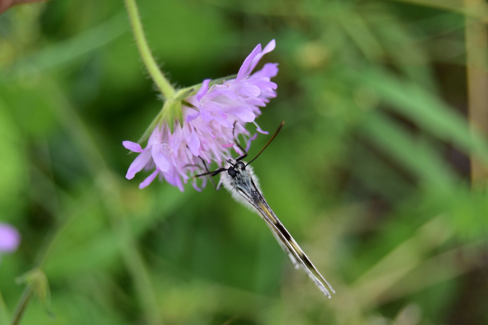 Nikon D5600 sample photo. Butterfly on thistle flower photography