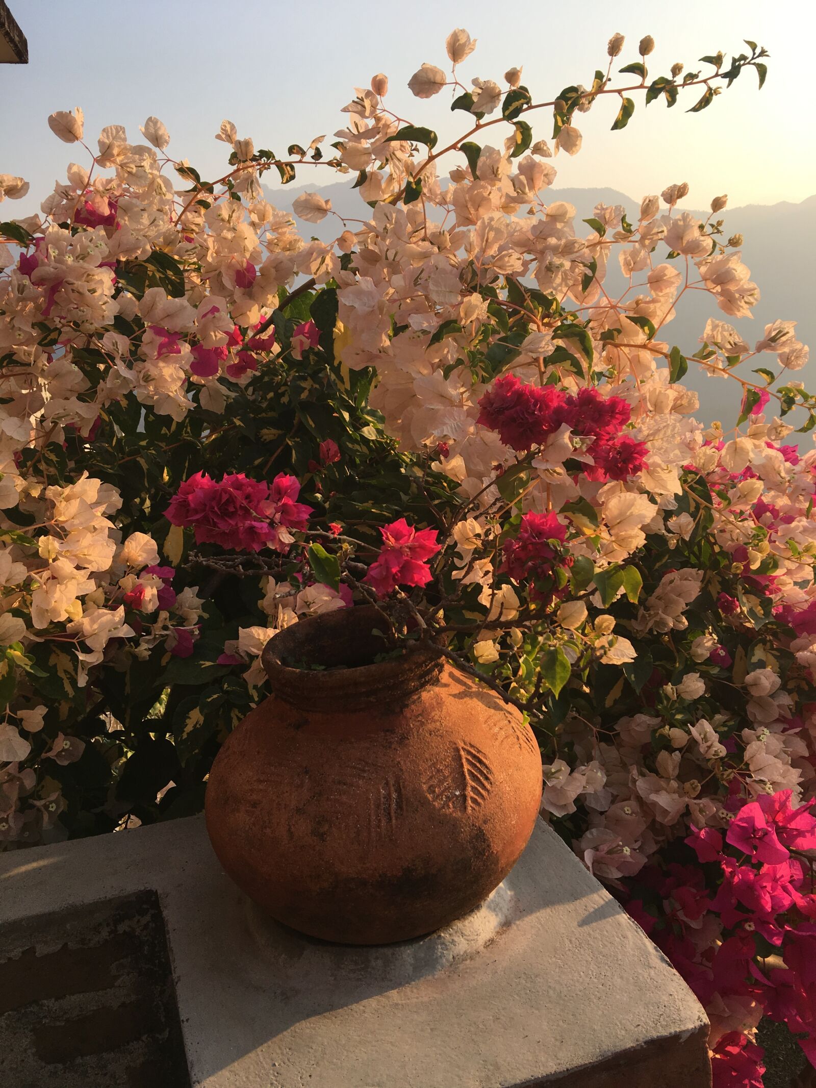 iPhone 6s Plus back camera 4.15mm f/2.2 sample photo. Bush, bougainvillea, flower photography
