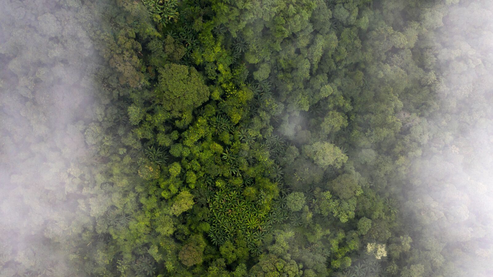 Hasselblad L1D-20c sample photo. Aerial, forest, cloud photography