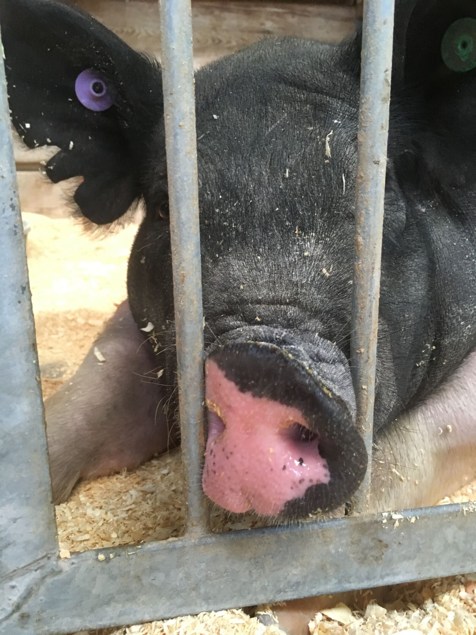 iPhone SE back camera 4.15mm f/2.2 sample photo. Pig, state fair, funny photography