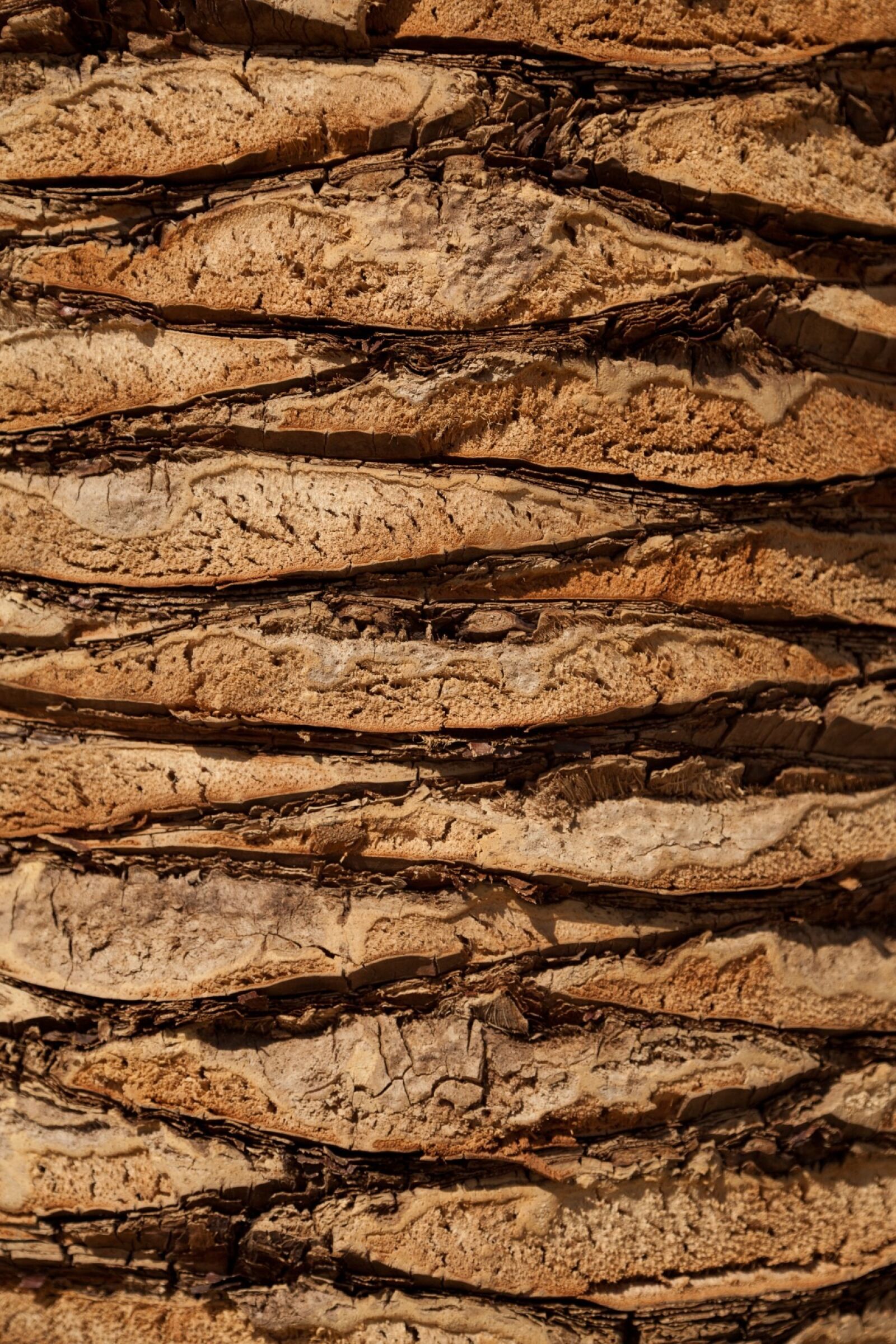 Canon EOS 5D Mark II sample photo. Abstract, background, bark, brown photography