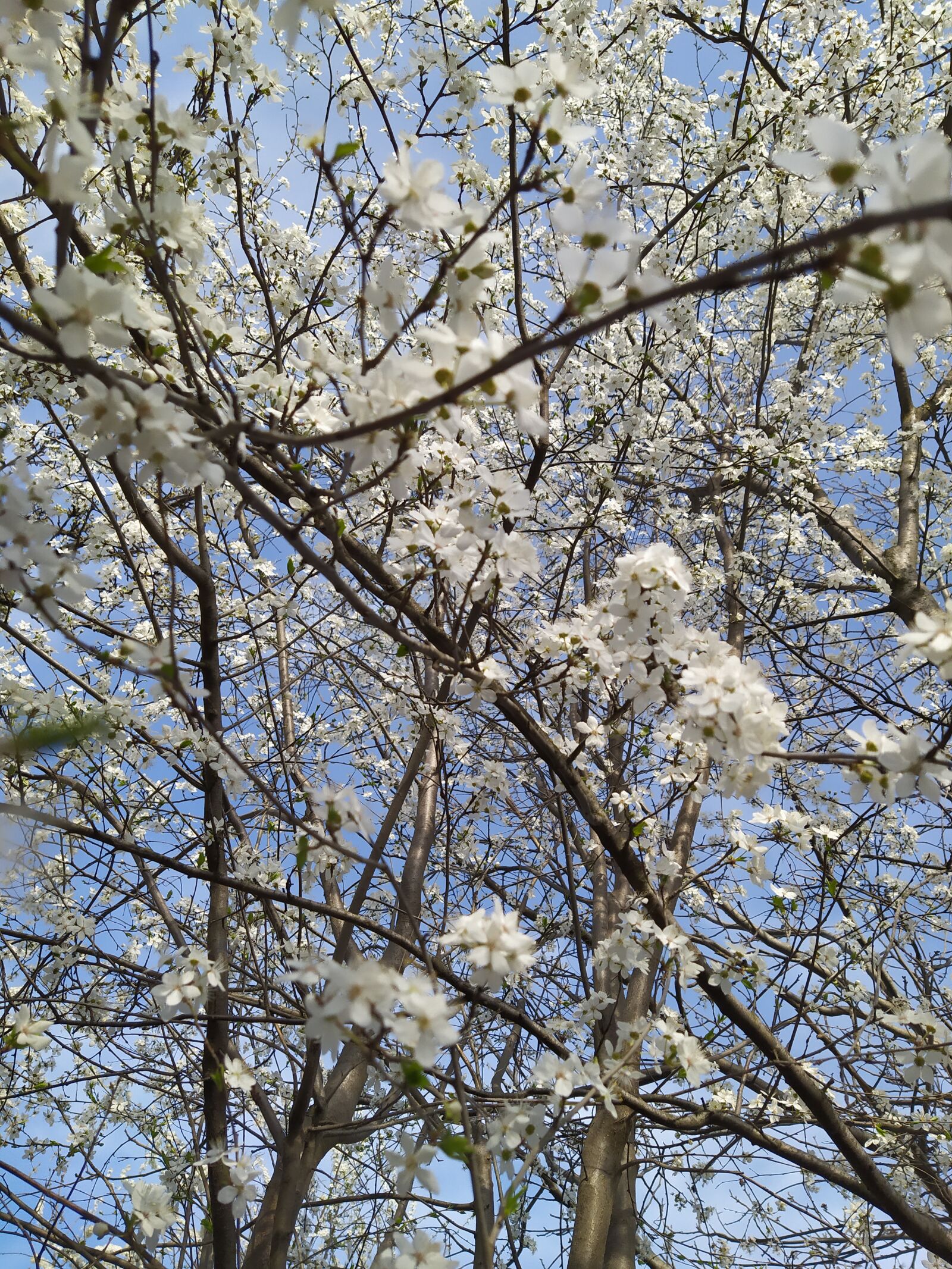 Xiaomi Redmi Note 7 sample photo. Flowers, tree, nature photography