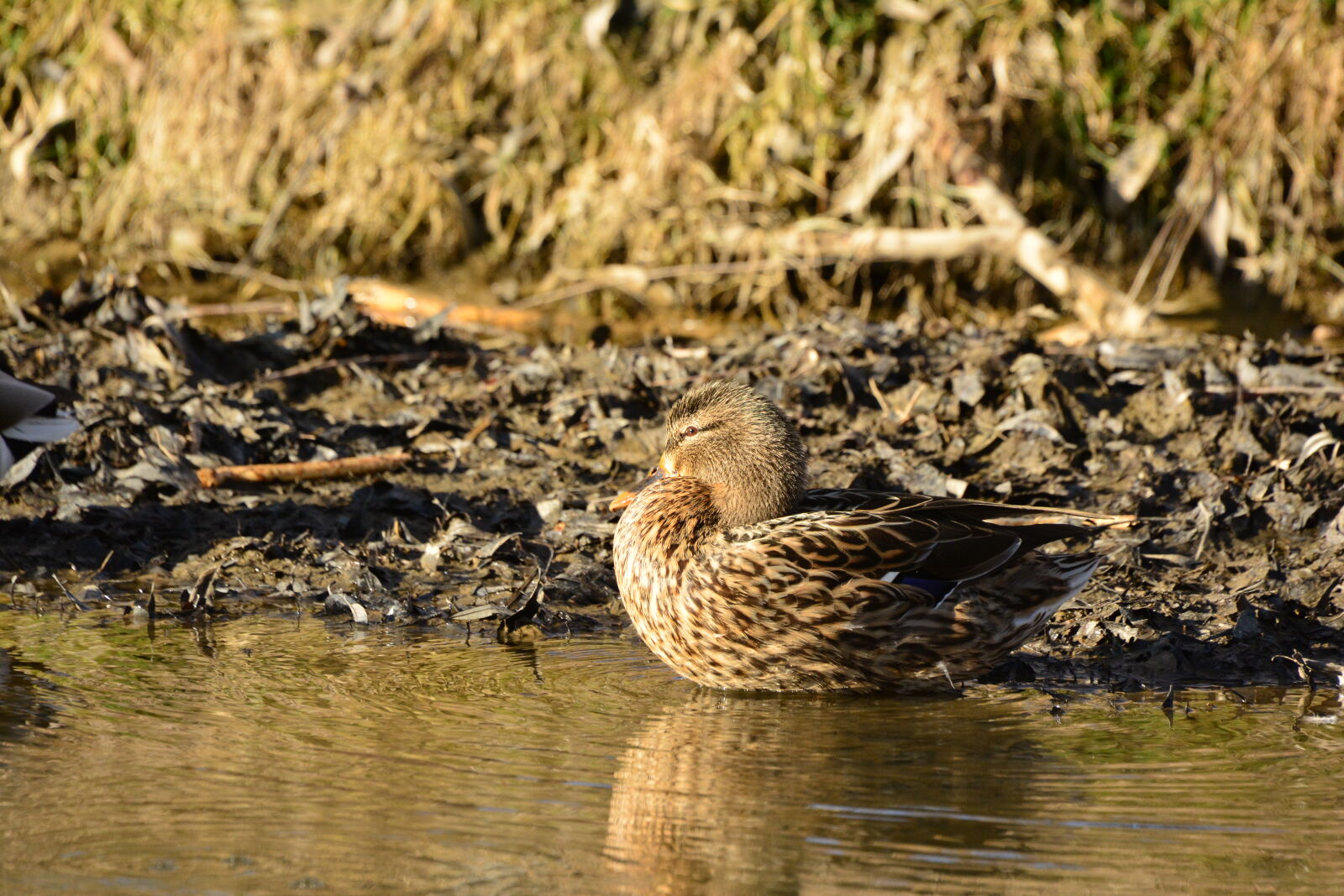 Nikon D7100 sample photo