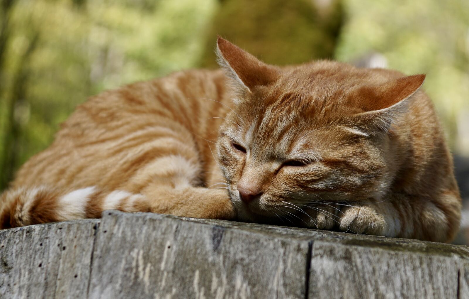 Sony ILCA-77M2 sample photo. Cat, animal, pet photography
