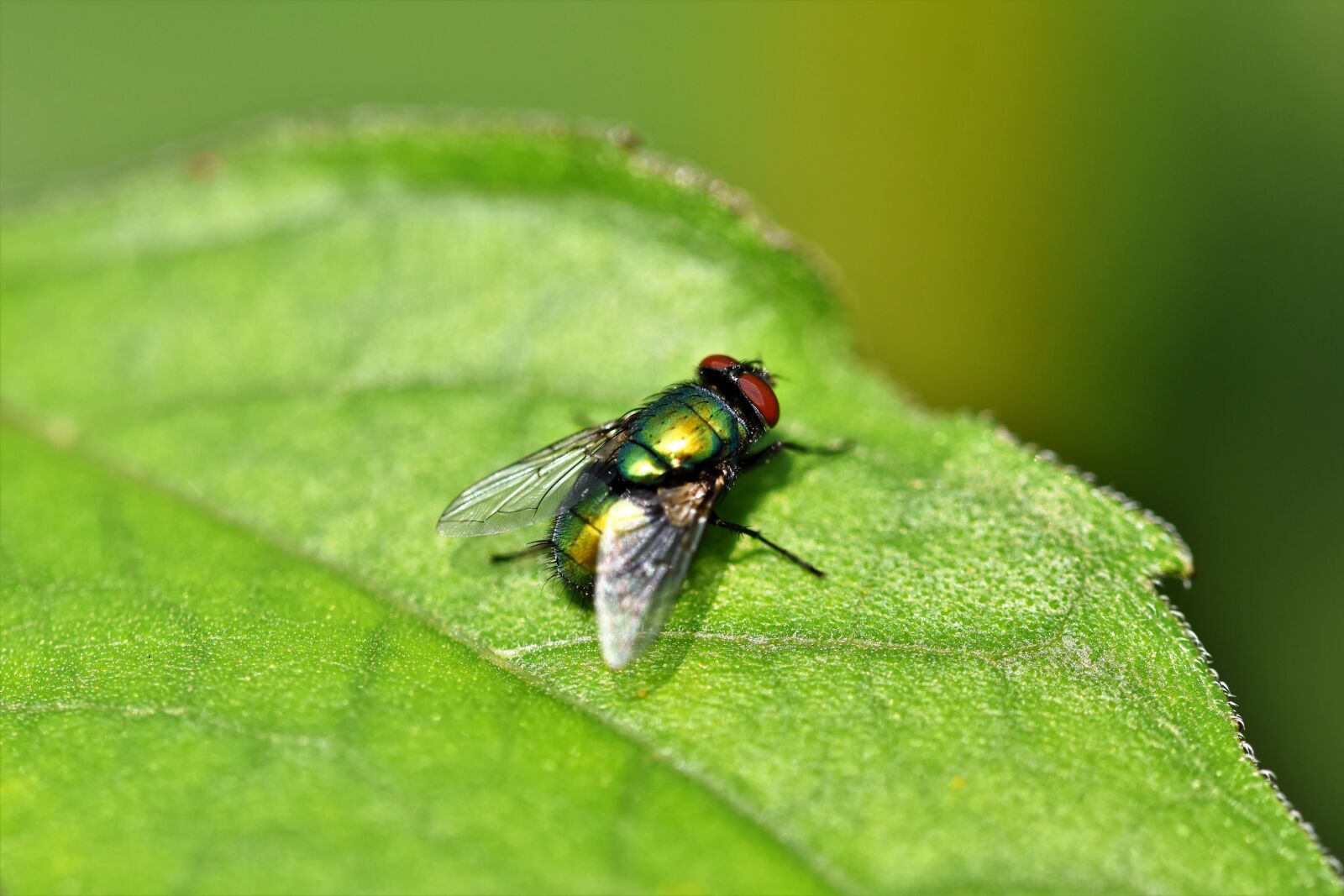 Nikon D7200 sample photo. Fly, insect, wing photography