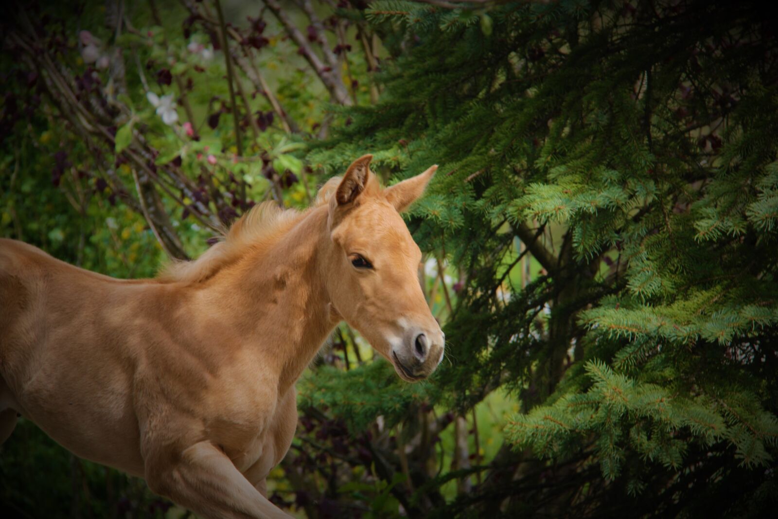 Canon EOS 600D (Rebel EOS T3i / EOS Kiss X5) + Canon EF-S 18-200mm F3.5-5.6 IS sample photo. Foal, horse, horses photography