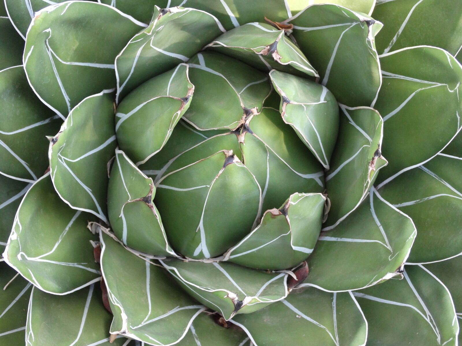 Sony Cyber-shot DSC-HX300 sample photo. Succulent, desert, plant photography