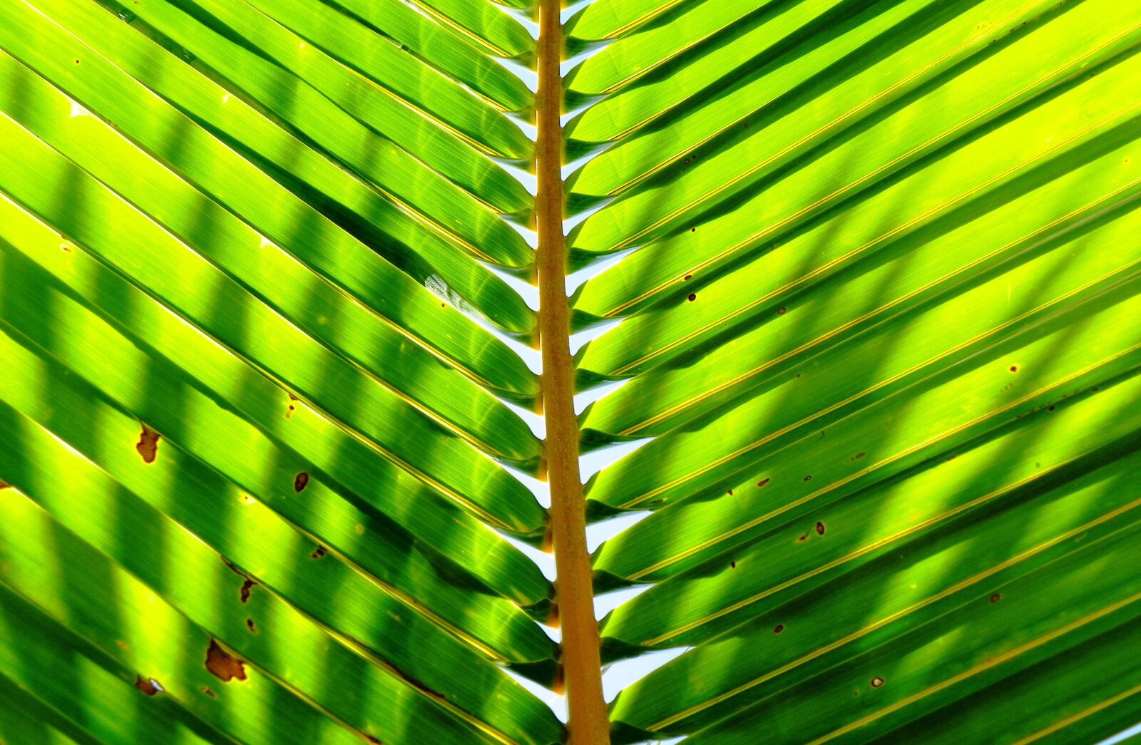 Kodak EasyShare Z981 sample photo. Palm leaf, palm, plant photography
