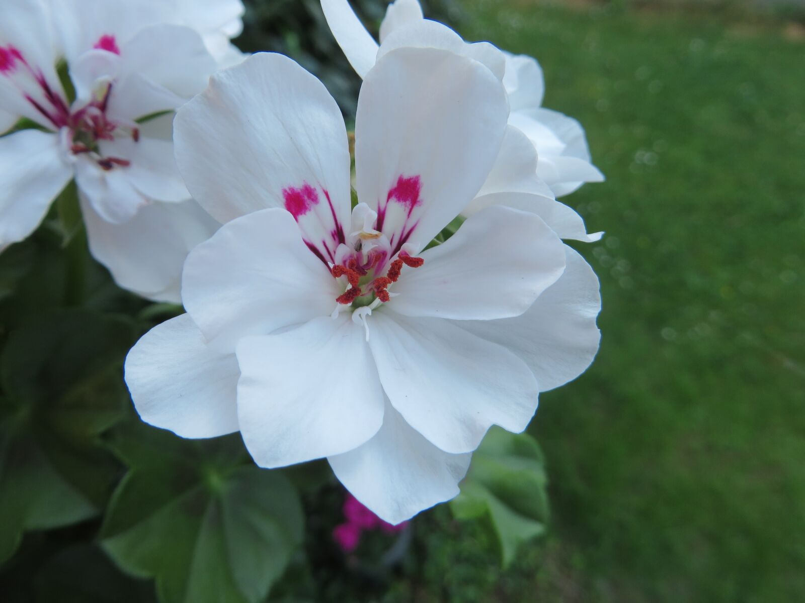 Canon PowerShot SX270 HS sample photo. Flower, nature, plant photography