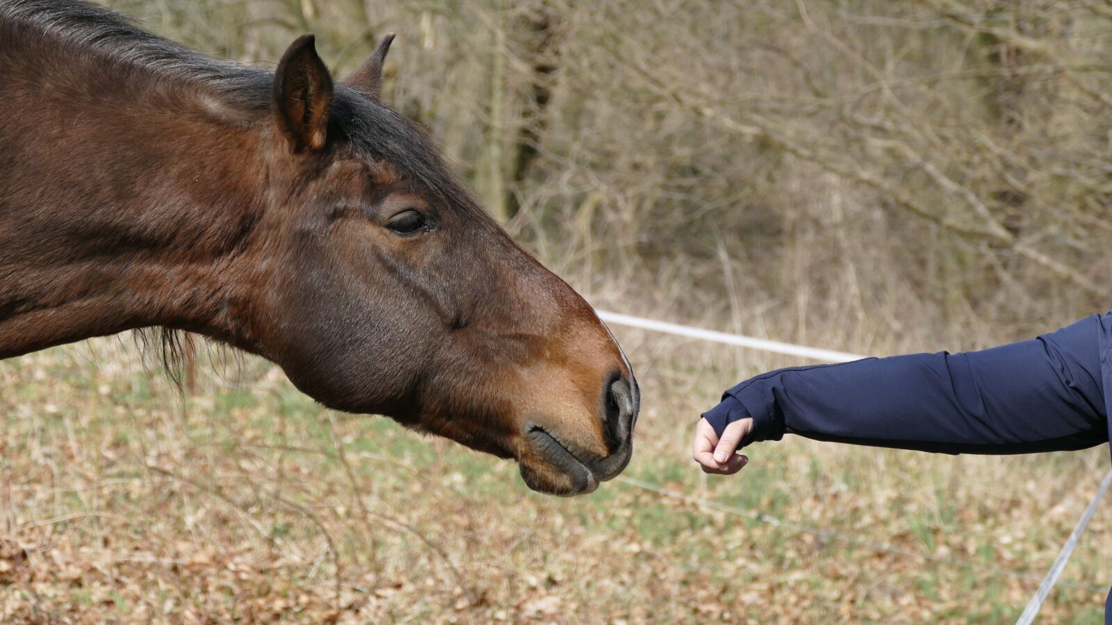 Panasonic Lumix DMC-FZ1000 sample photo. Animals, horse, horse head photography