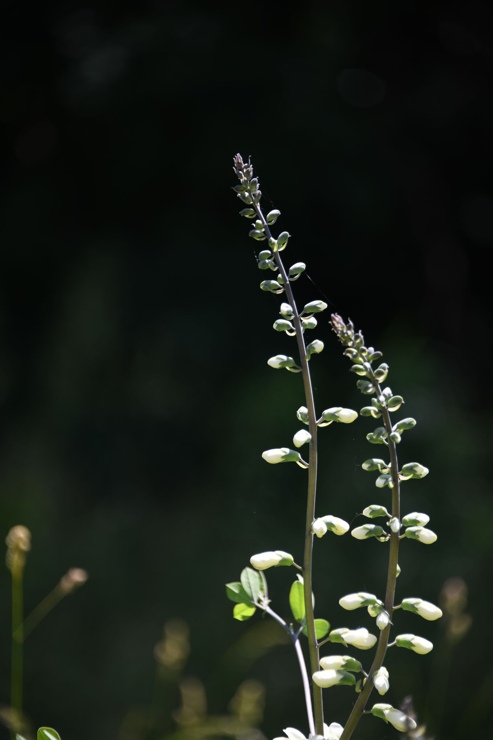 Nikon D850 sample photo. Indigo, wildflower, white photography