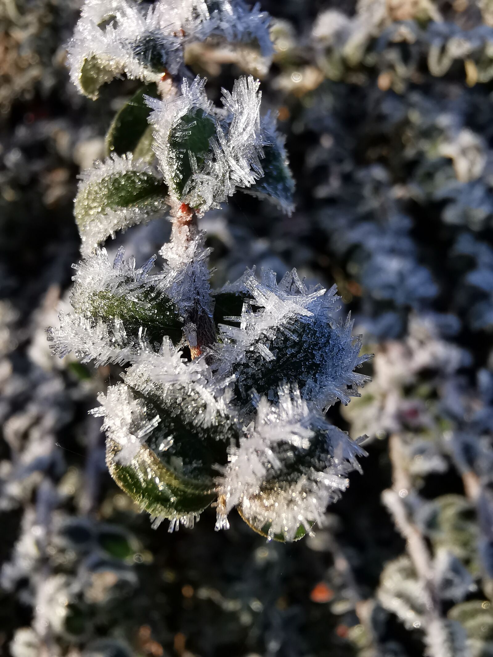 HUAWEI P30 Pro sample photo. Frost, scotland, julien crispin photography