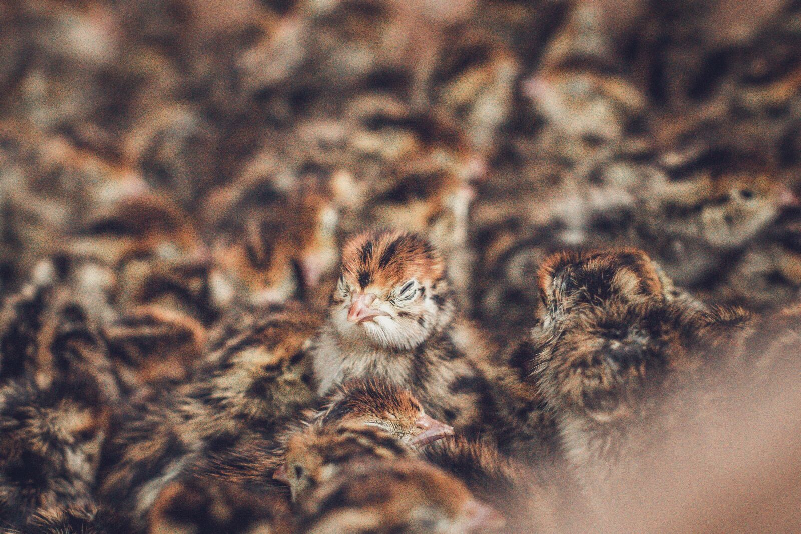YN50mm f/1.8 II sample photo. Small, birds, on photography