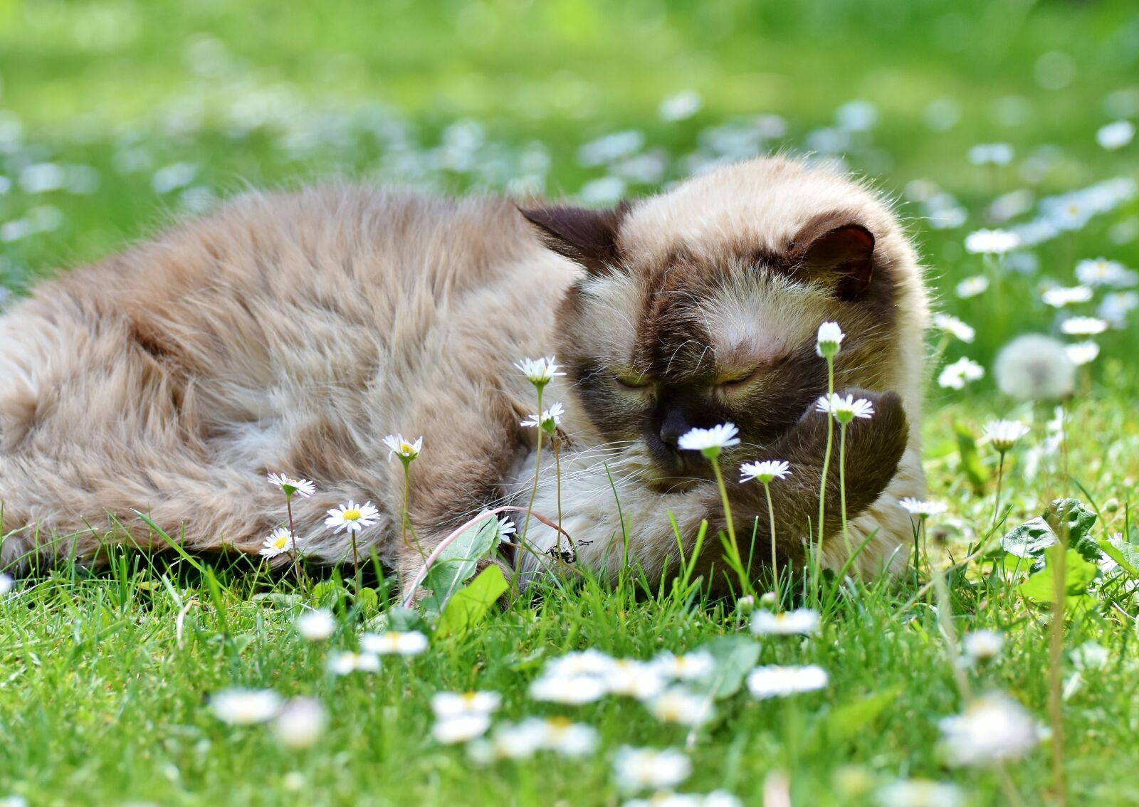 Nikon D7200 sample photo. Cat, breed cat, british photography