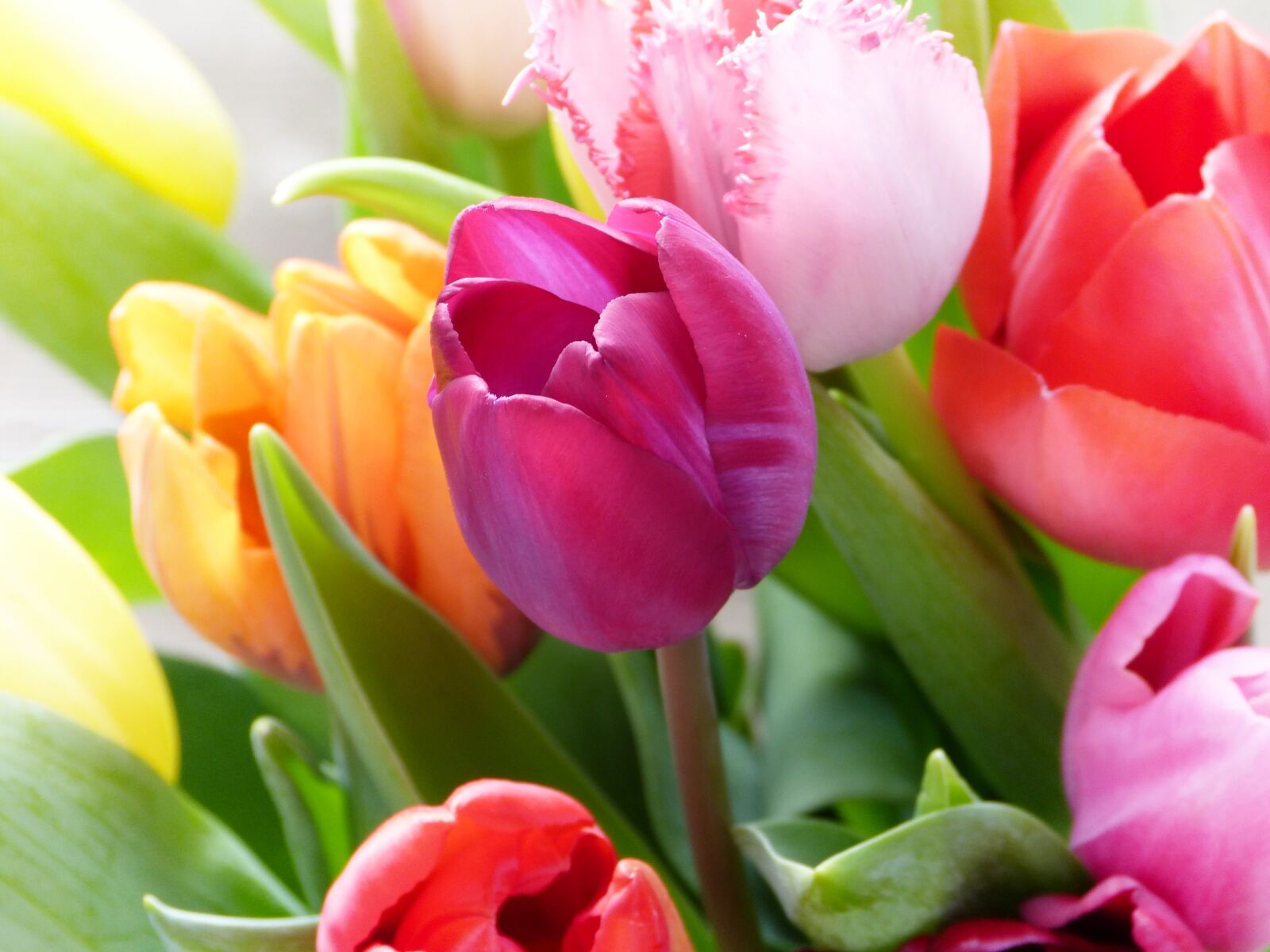 Panasonic Lumix DMC-FZ150 sample photo. Tulips, tulip bouquet, colorful photography