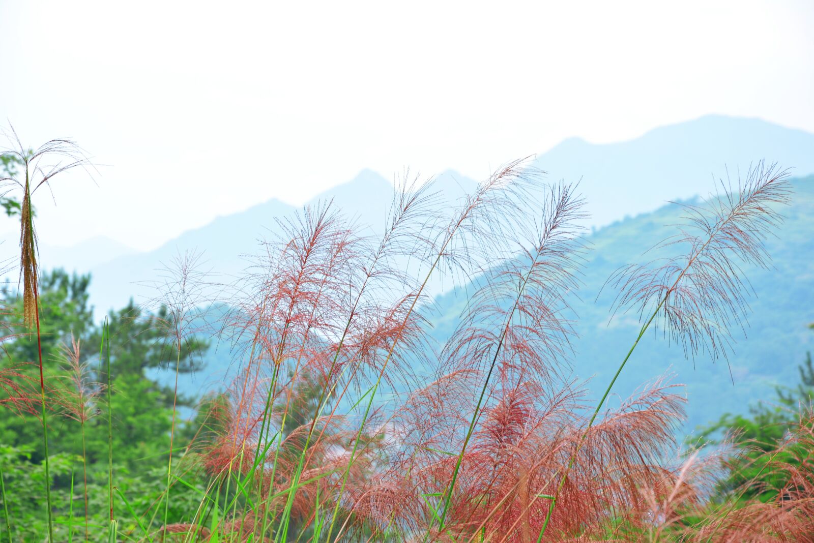 Nikon D5200 sample photo. The scenery, zhai liao photography