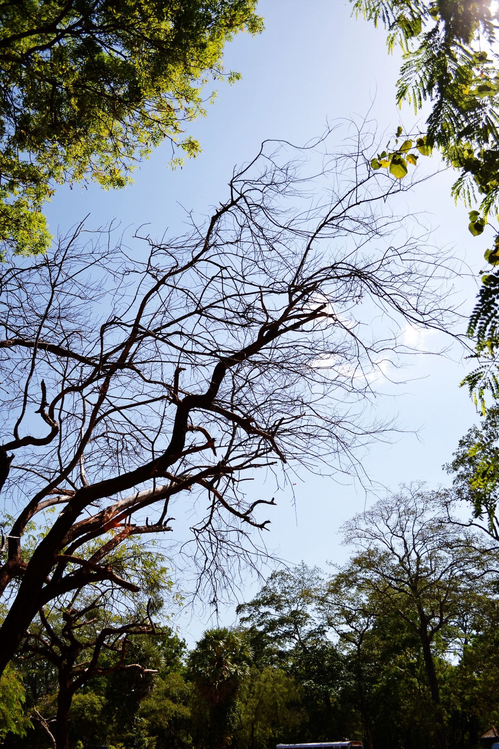 Nikon D3100 sample photo. Tree, sunlight, polonnaruwa photography