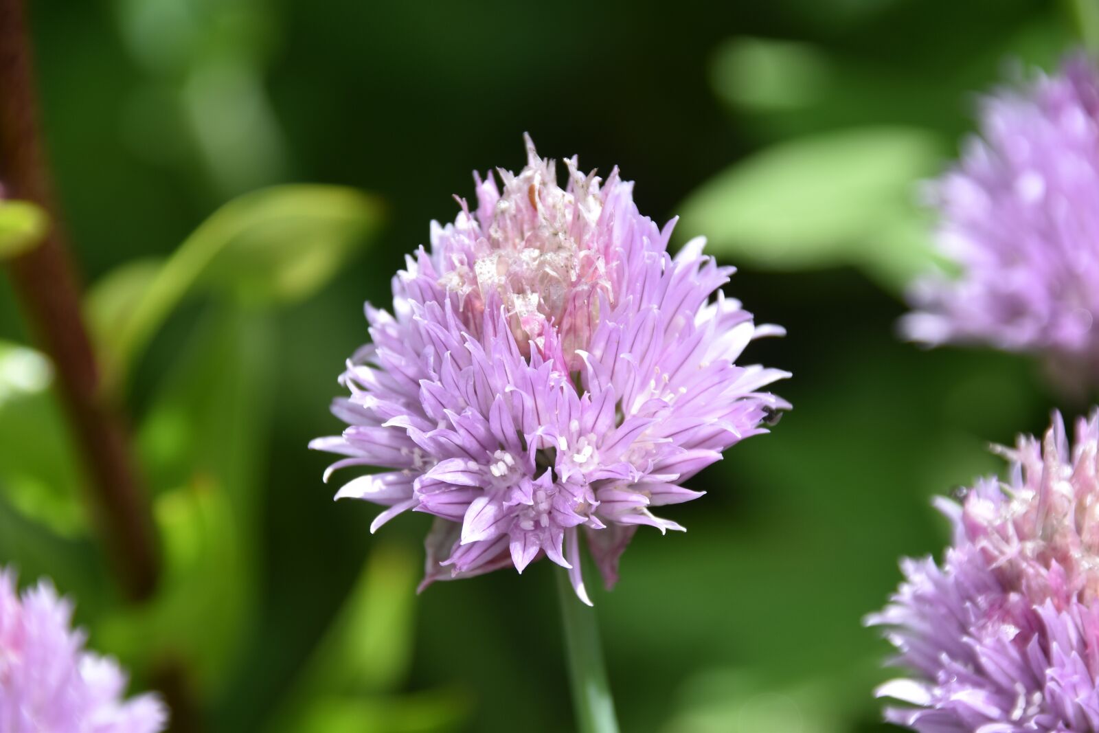 Nikon D5600 sample photo. Flower, clover flower, purple photography