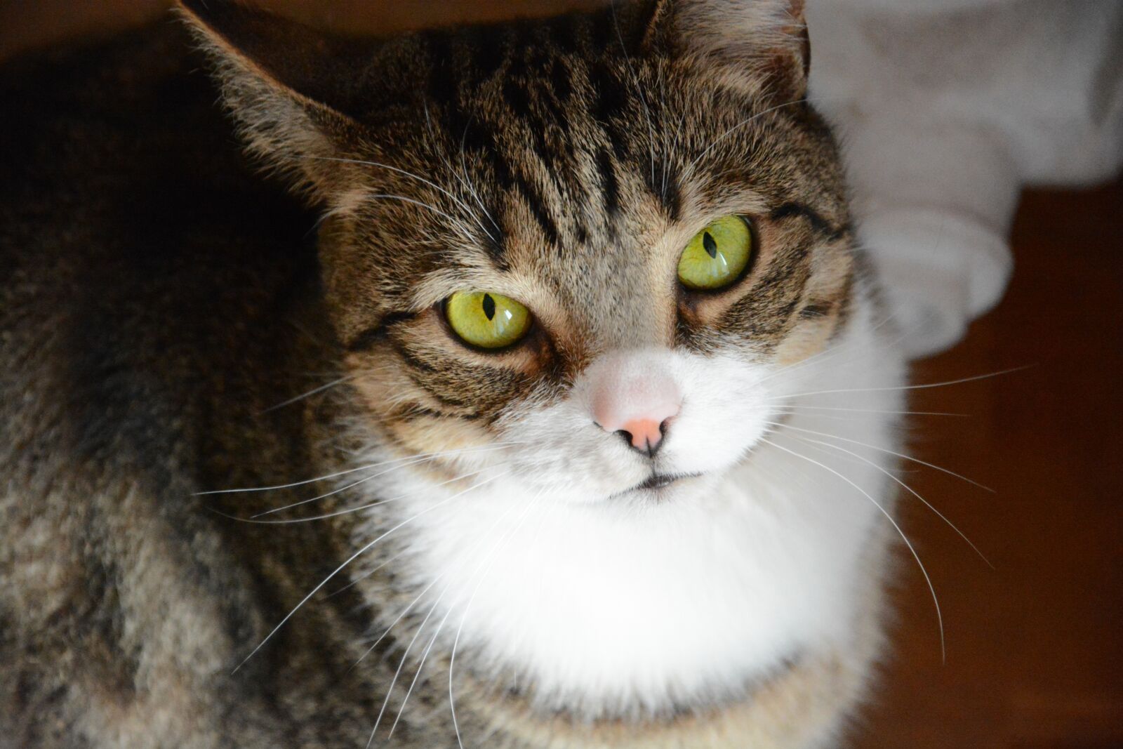 Nikon D7100 sample photo. Cat, kitten, pet photography